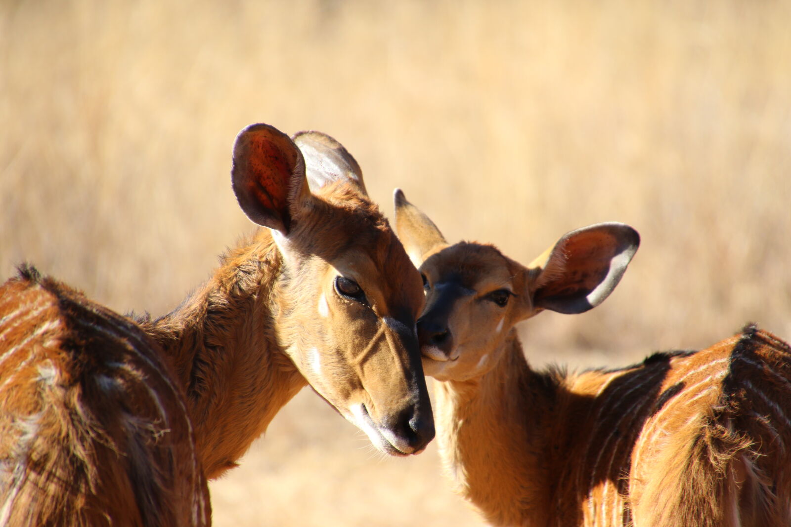 Canon EOS 7D Mark II sample photo. Animals, cute, daylight, deer photography