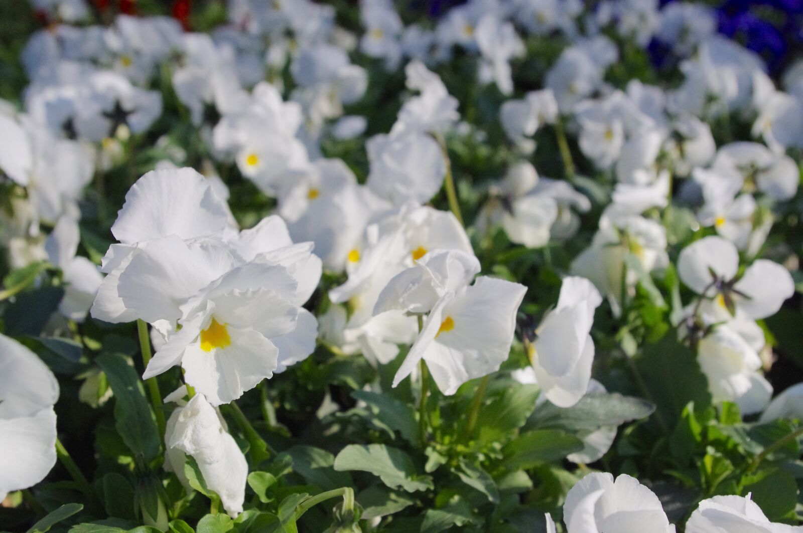 Pentax K-r sample photo. Pansy, flower, white photography