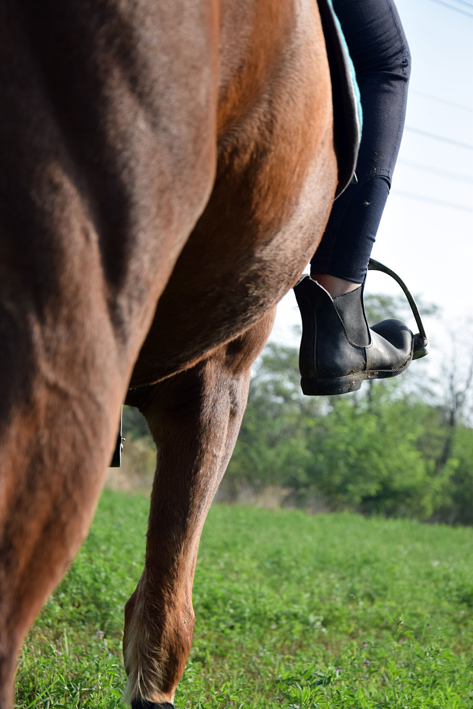 Nikon D3300 sample photo. Ride, reiter, horse photography
