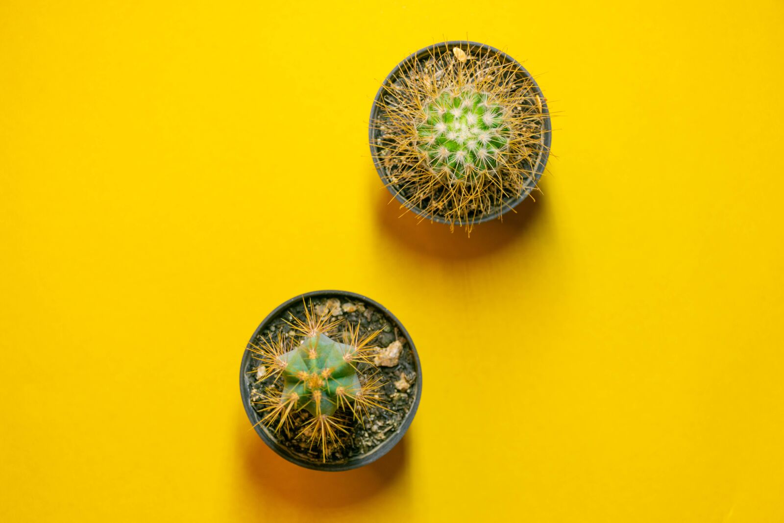Nikon D7200 sample photo. Cactus, simplicity, succulent photography