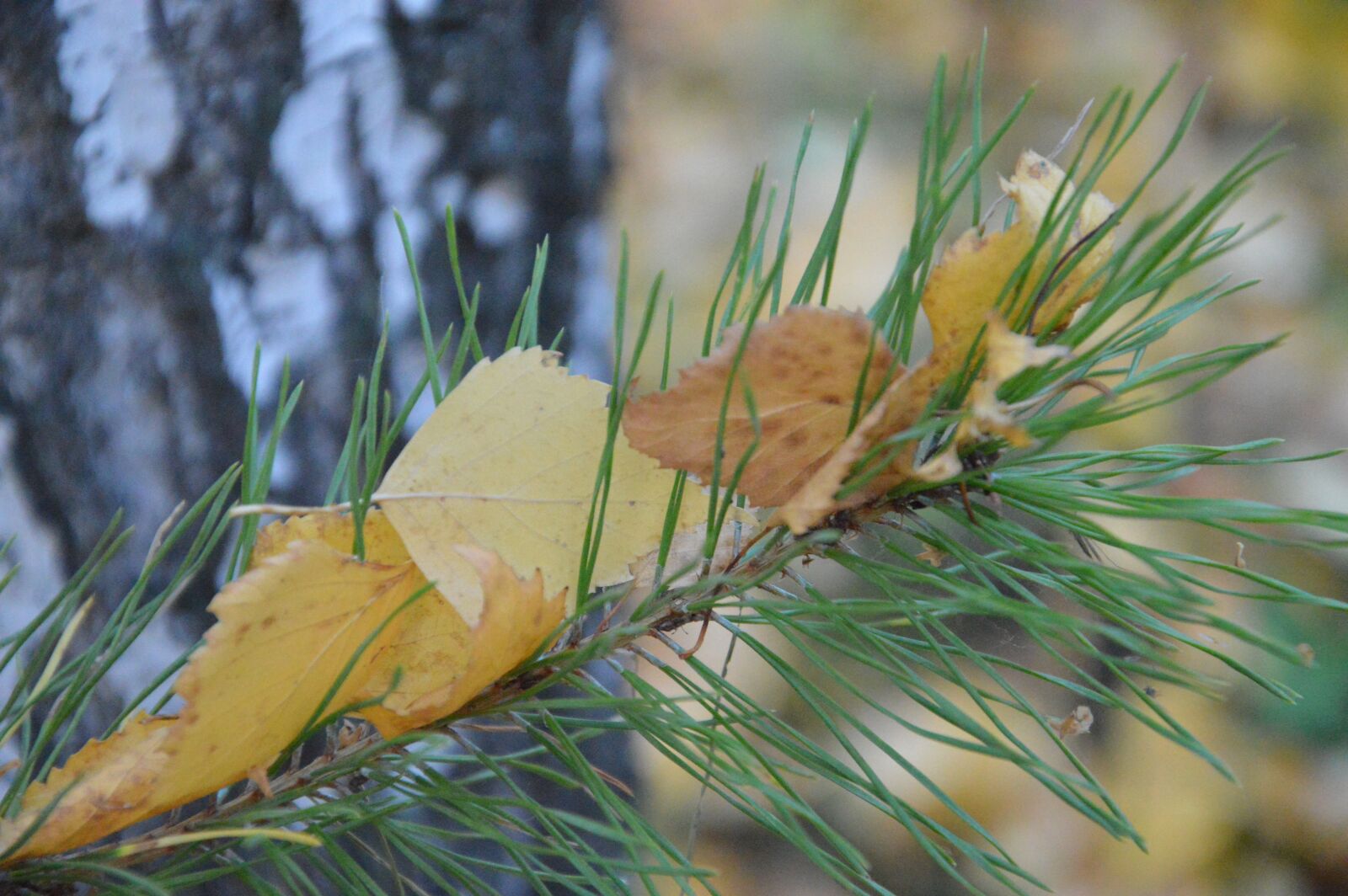 Nikon D3200 sample photo. Autumn, leaves, pine photography