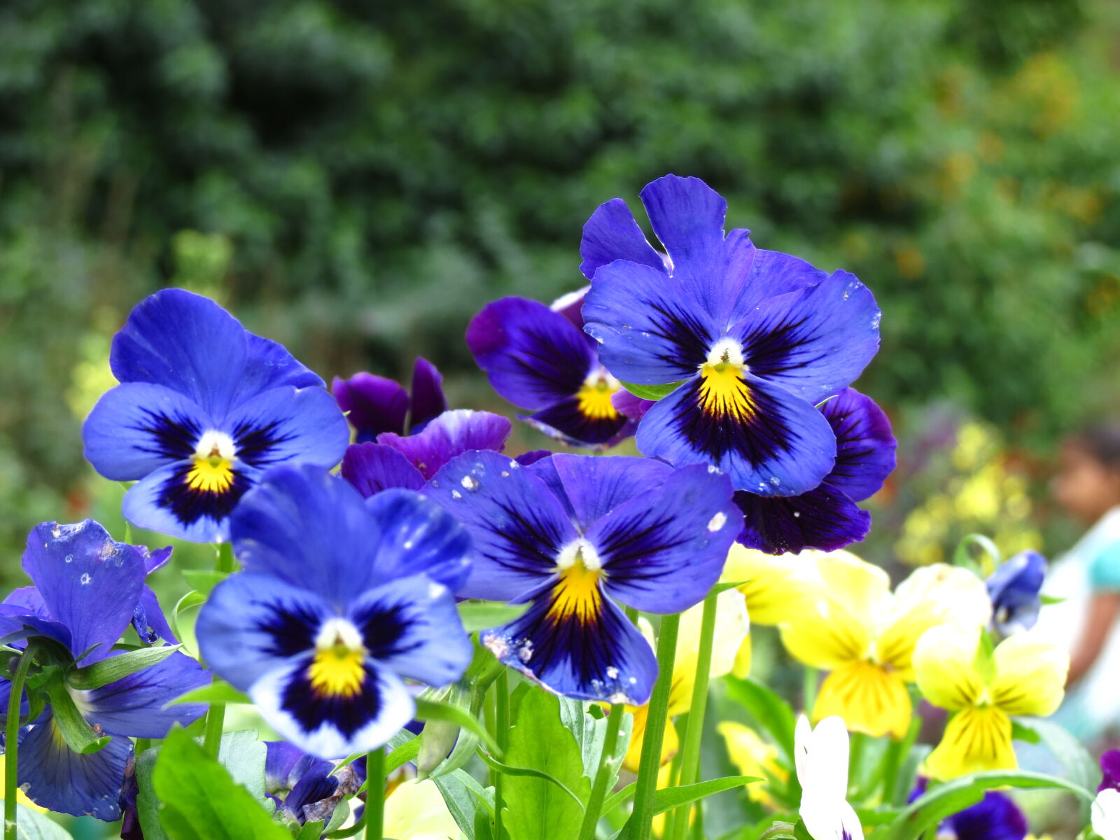 Canon PowerShot SX40 HS sample photo. Flowers photography