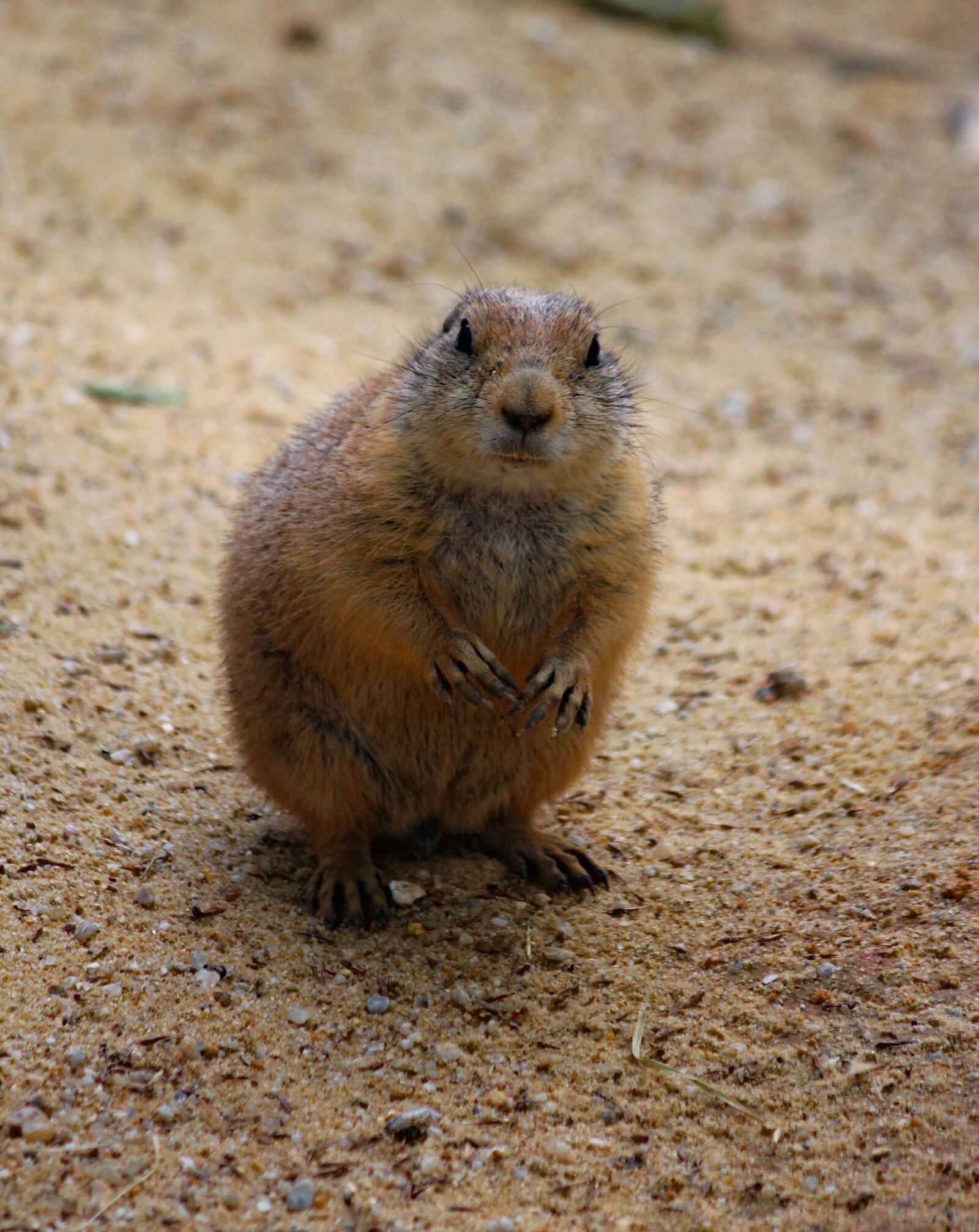Canon EOS 550D (EOS Rebel T2i / EOS Kiss X4) sample photo. Prairie dogs, pr riov photography