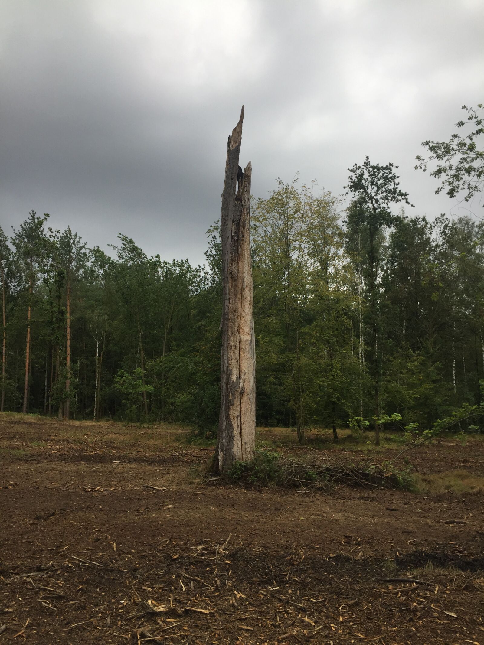 iPhone 6 back camera 4.15mm f/2.2 sample photo. Nature, forest, tree photography