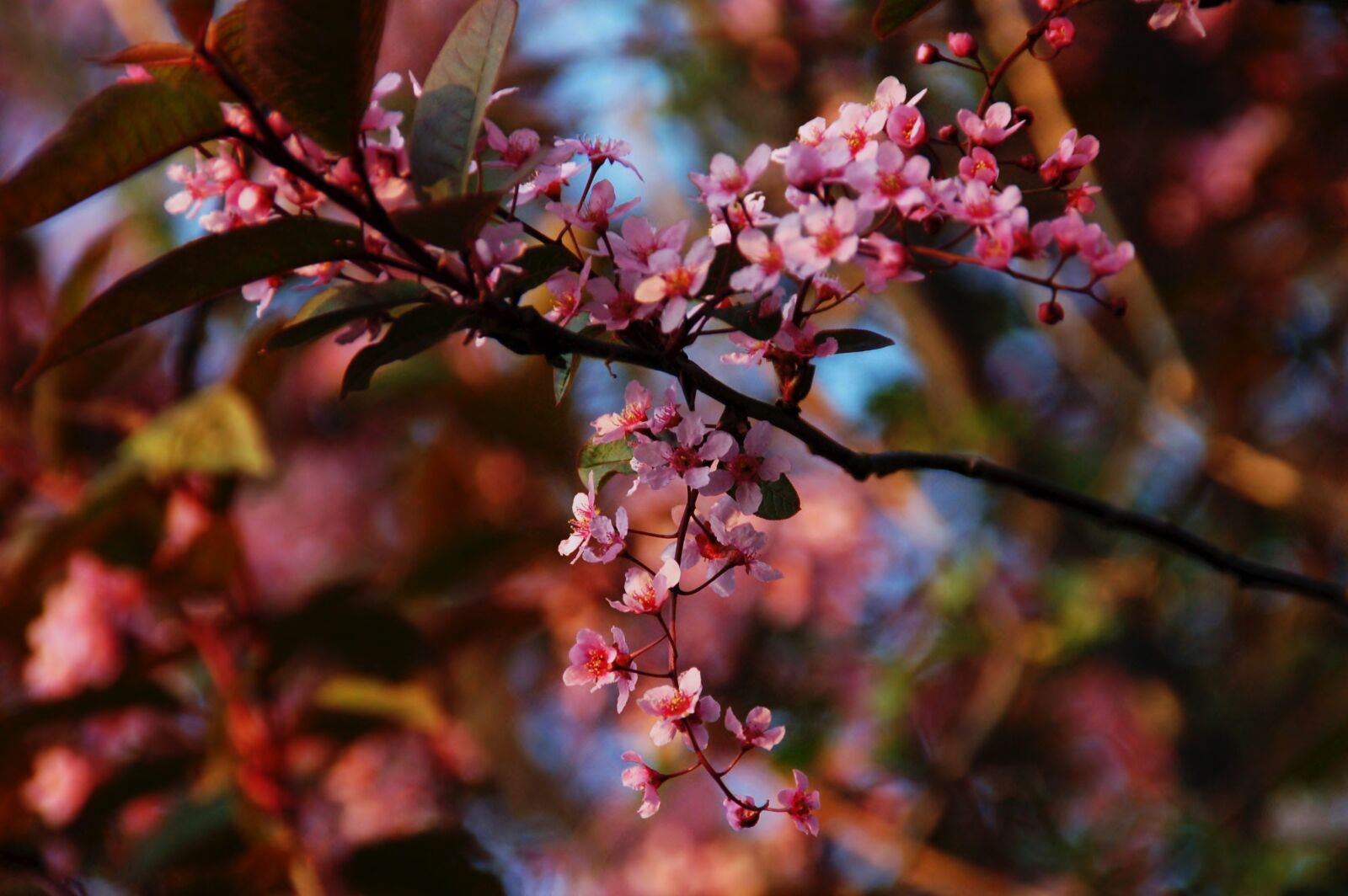 Nikon D50 sample photo. Blossom, spring, branches photography