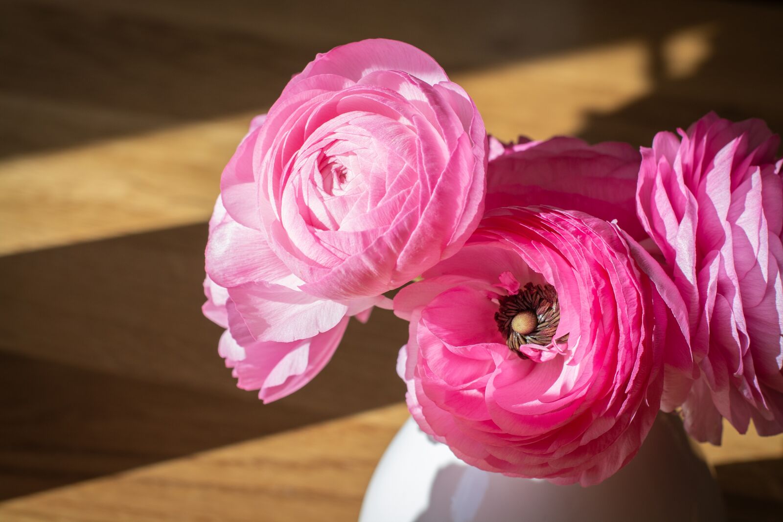 Nikon D7100 sample photo. Ranunkeln, pink, flowers photography