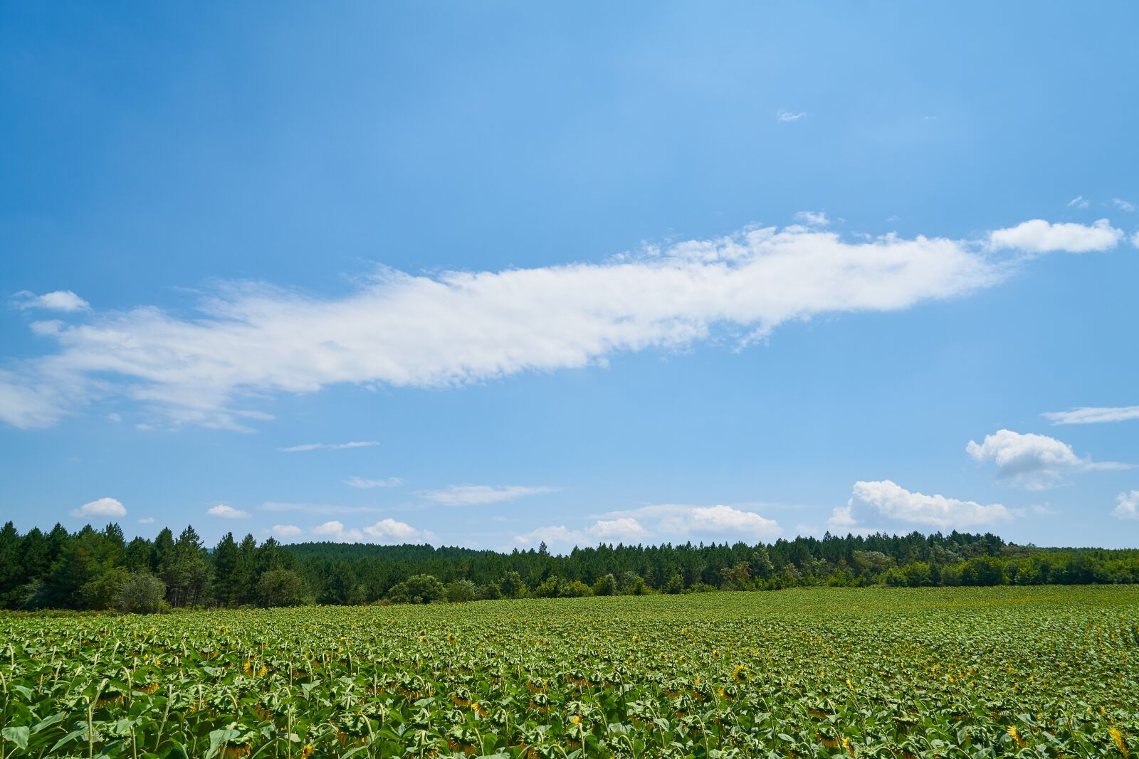 Sony a7R II sample photo. Landscape, field, agriculture photography