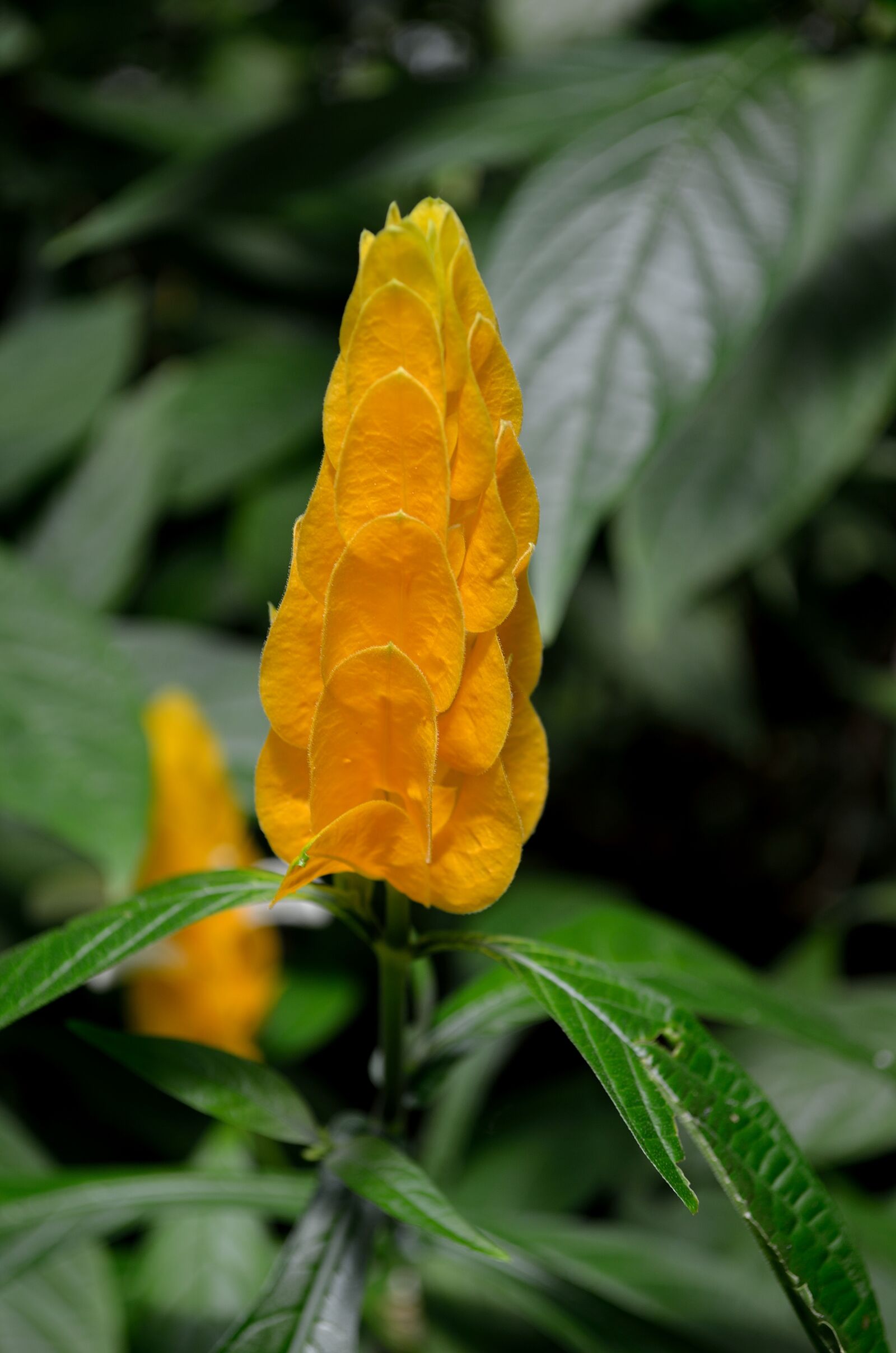Nikon D5100 sample photo. Vegetation, flowers, bloom photography