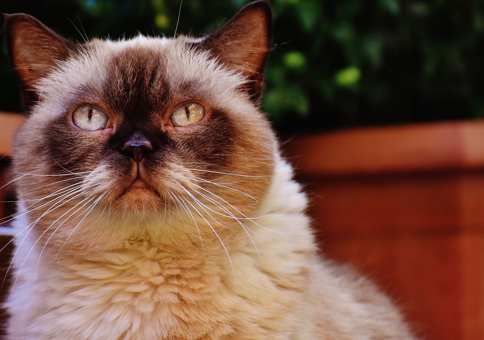 Nikon D7200 sample photo. Cat, british shorthair, thoroughbred photography