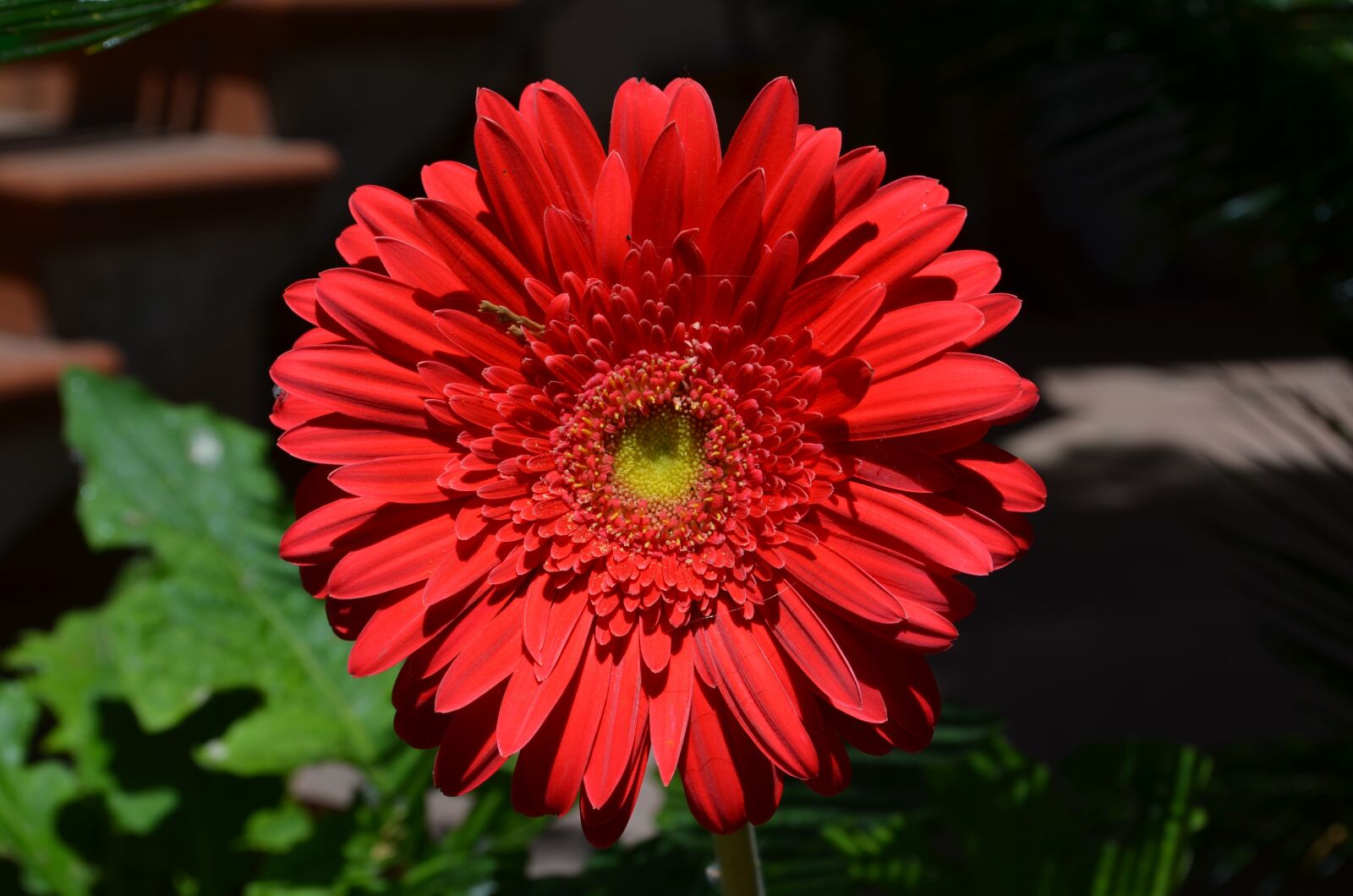 Nikon D5100 sample photo. Flower, red, salento photography