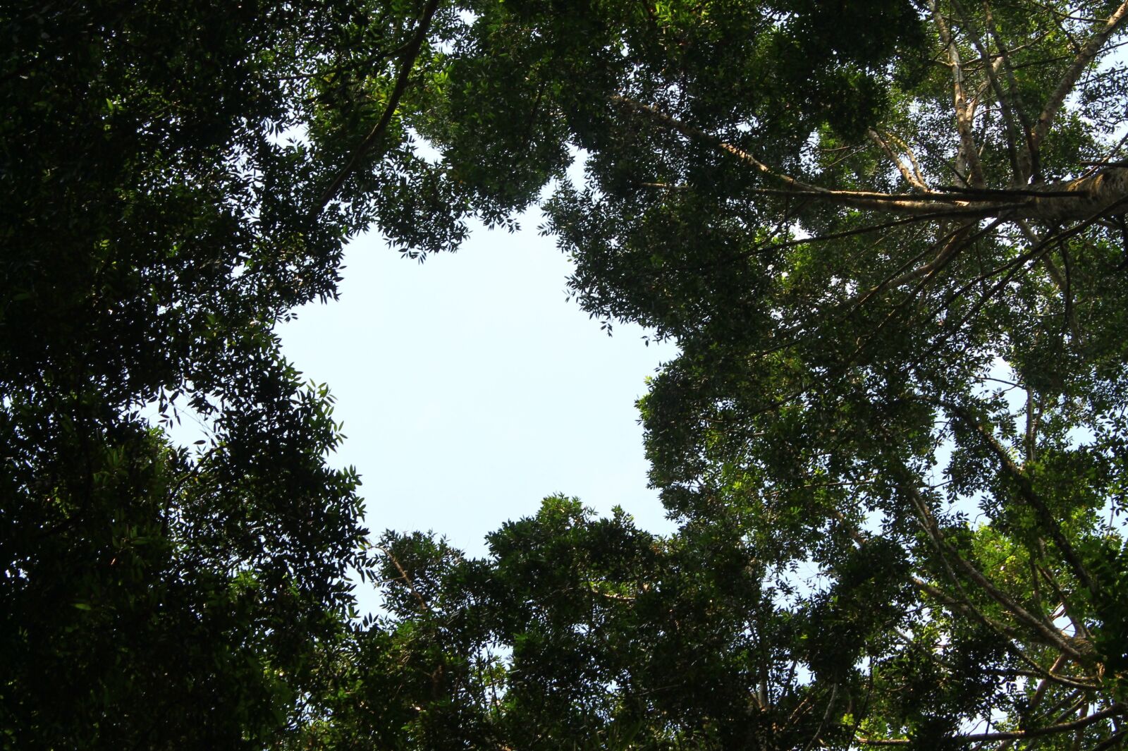 Canon EOS 1100D (EOS Rebel T3 / EOS Kiss X50) sample photo. Forest, rain forest, tropical photography