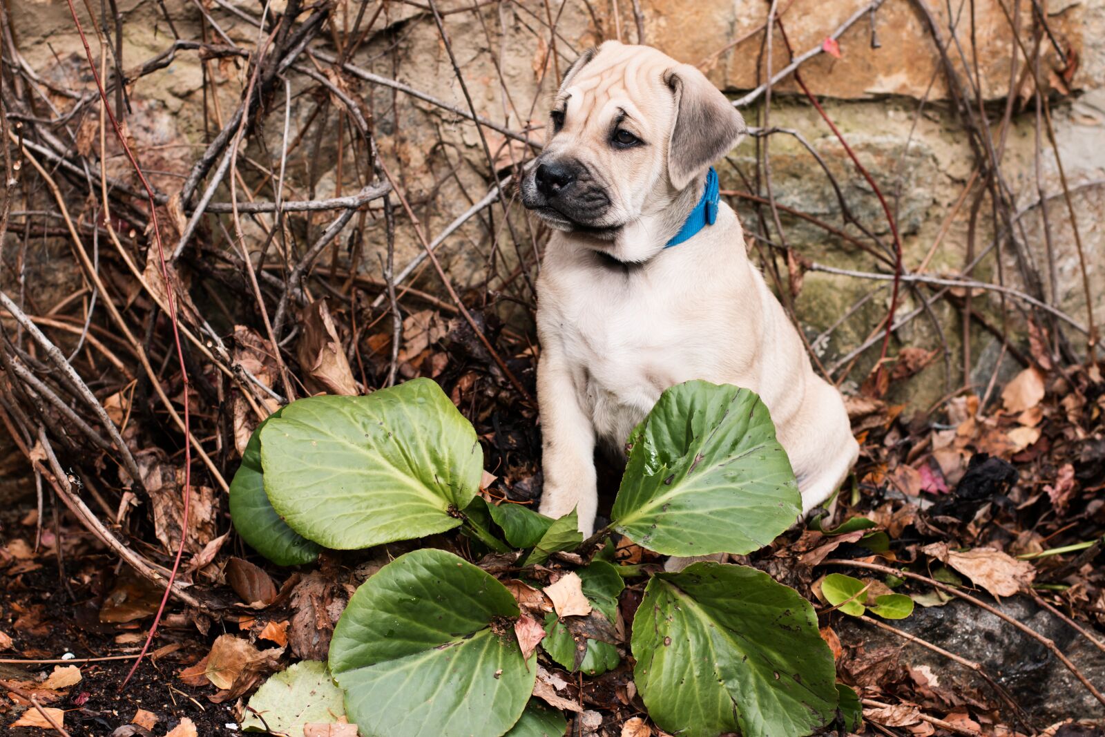 Canon EOS 70D + Canon EF 50mm F1.4 USM sample photo. Dog, puppy, ca-de-bou photography