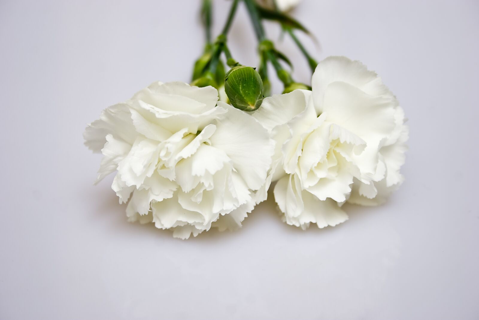 Canon EOS 20D sample photo. Flowers, the petals, white photography