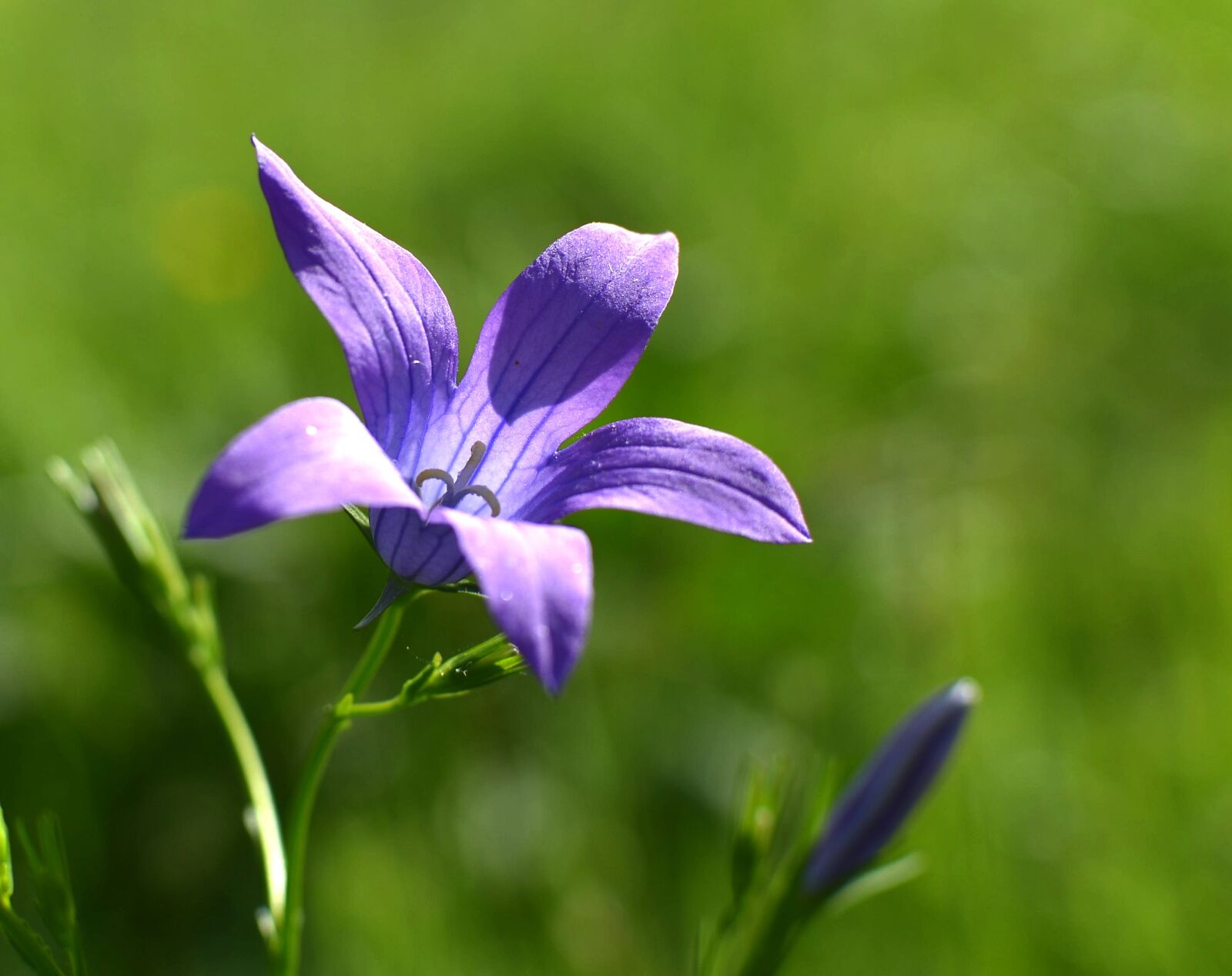 Nikon D5100 sample photo. Spring, meadow photography