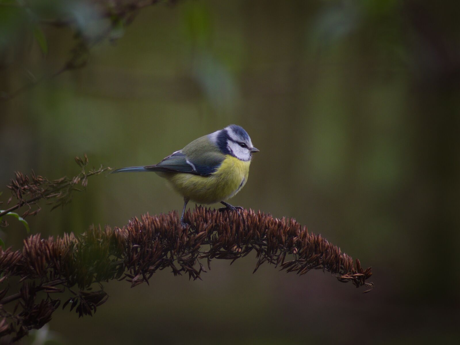 Pentax K-70 sample photo. Bird, animal world, nature photography