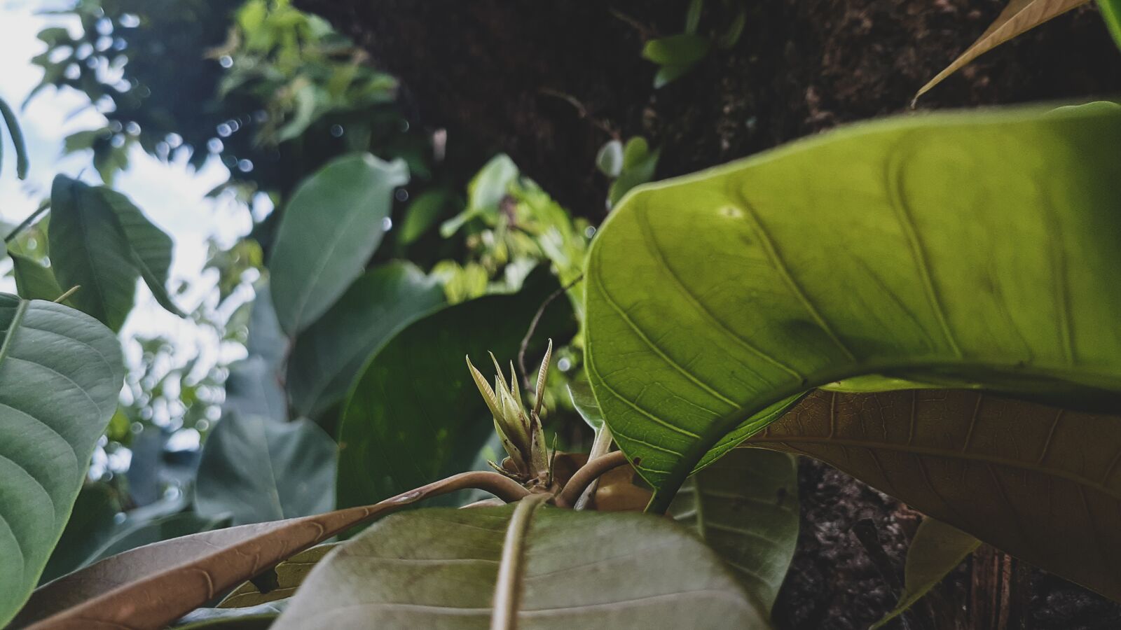Samsung Galaxy A20 sample photo. Plant, biology, nature photography