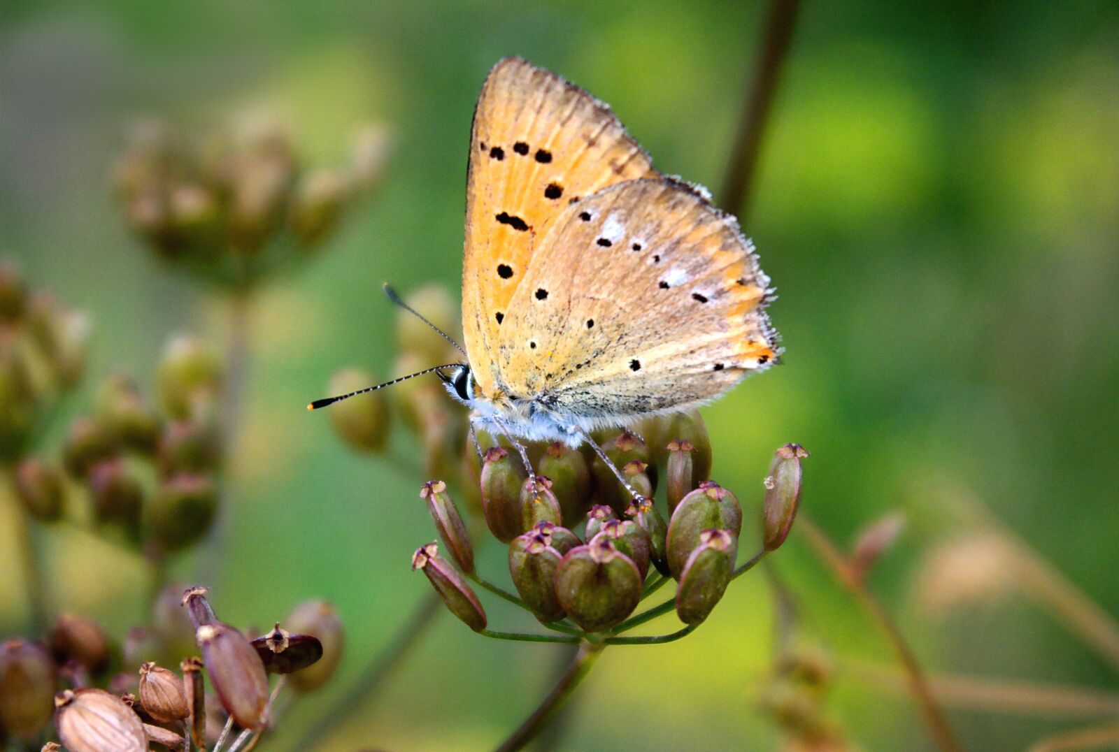 Samsung NX2000 sample photo. Butterfly, nature, macro photography