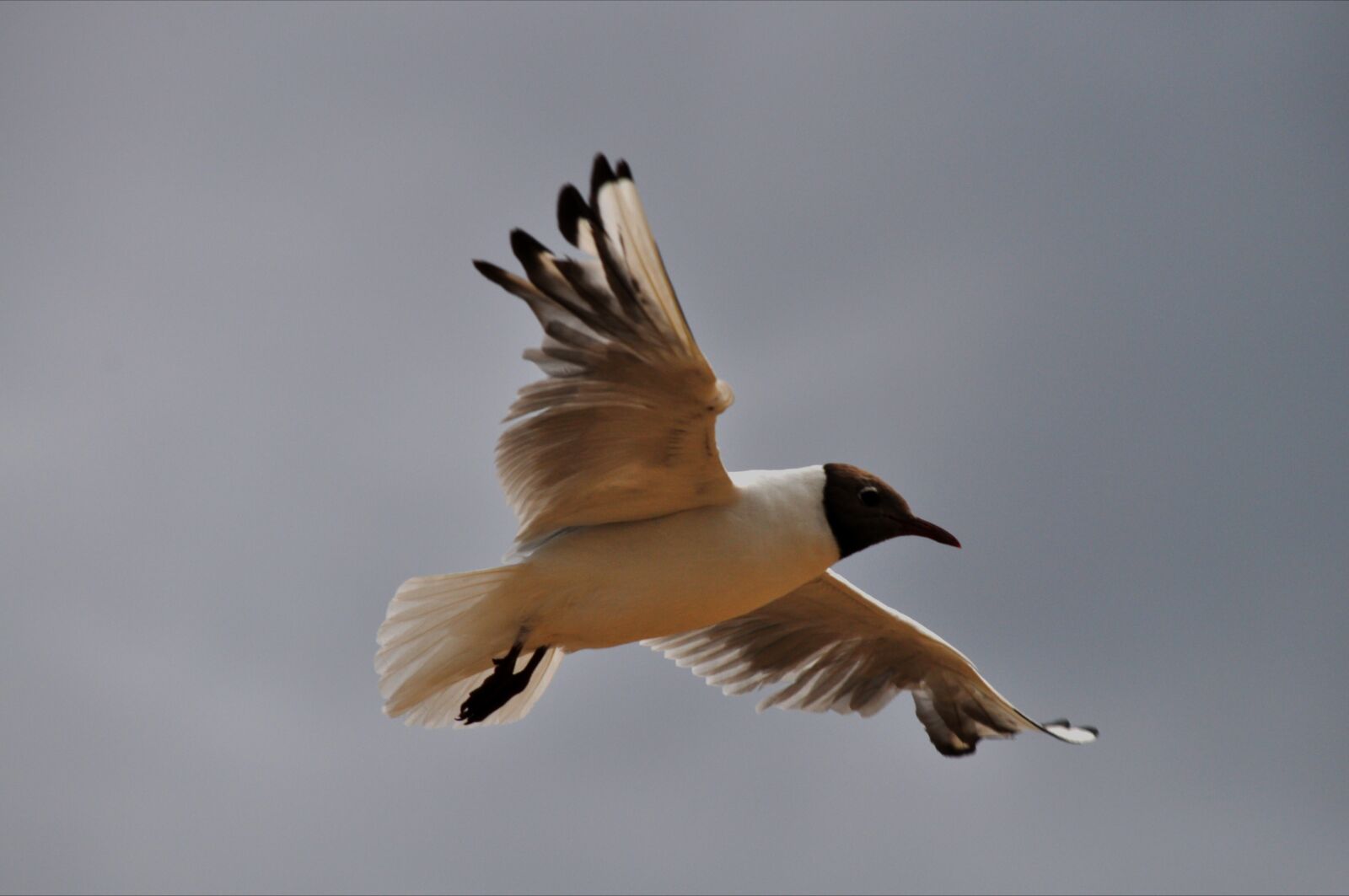 Nikon D5000 sample photo. Birds, the seagulls, nature photography