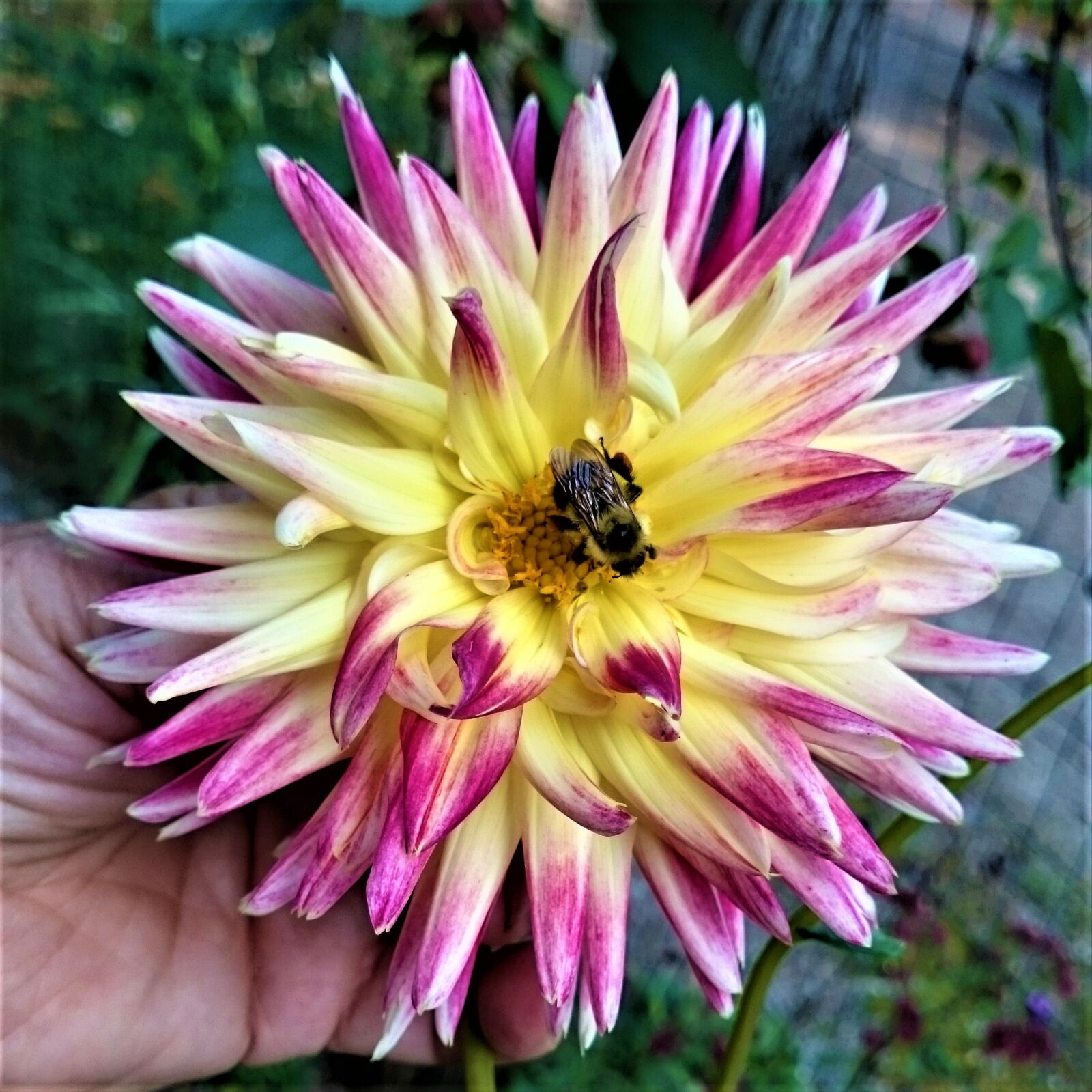 Sony Xperia Z1 sample photo. Bumble bee, flower, dahlia photography
