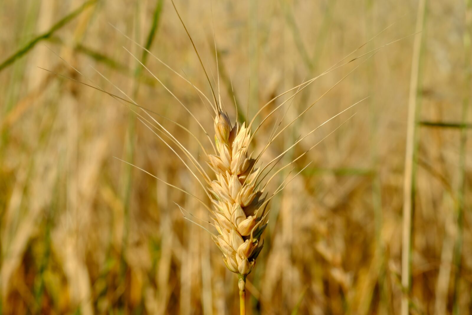 Fujifilm X-T20 sample photo. Ear, wheat, cereals photography