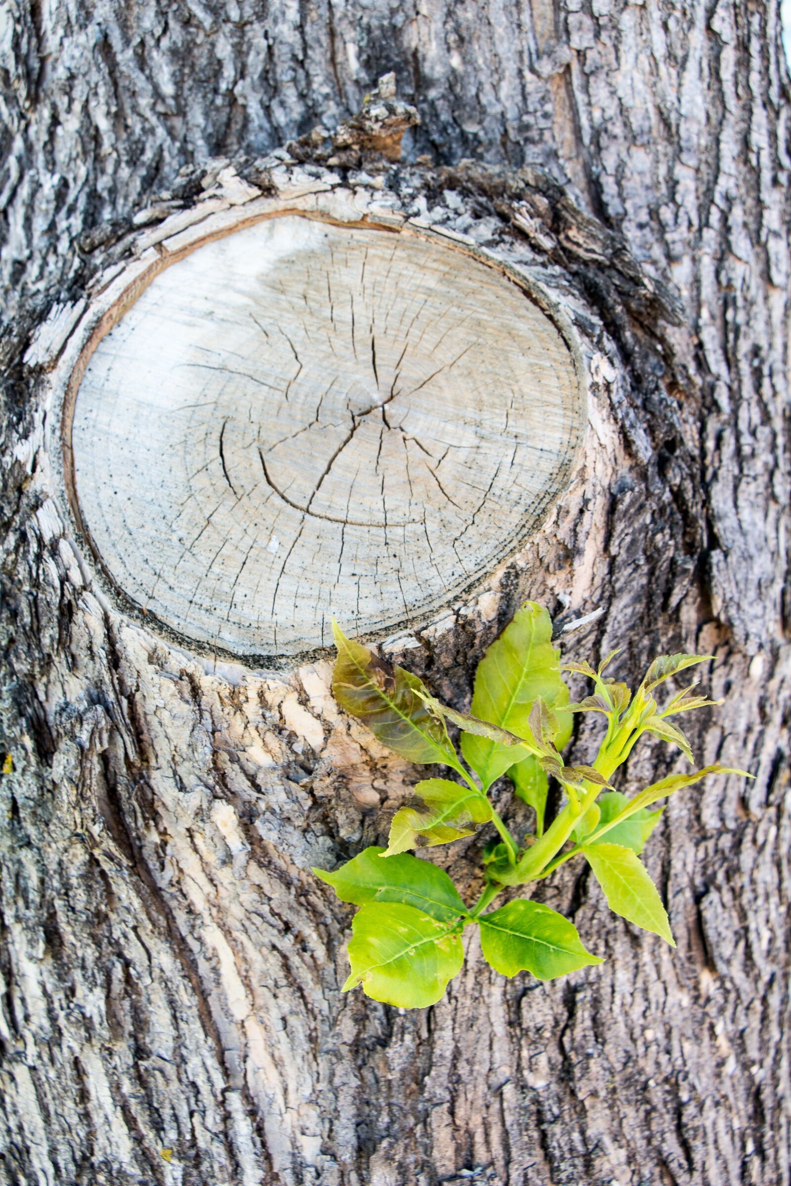 Canon EOS 700D (EOS Rebel T5i / EOS Kiss X7i) sample photo. Knot, twig, cut photography