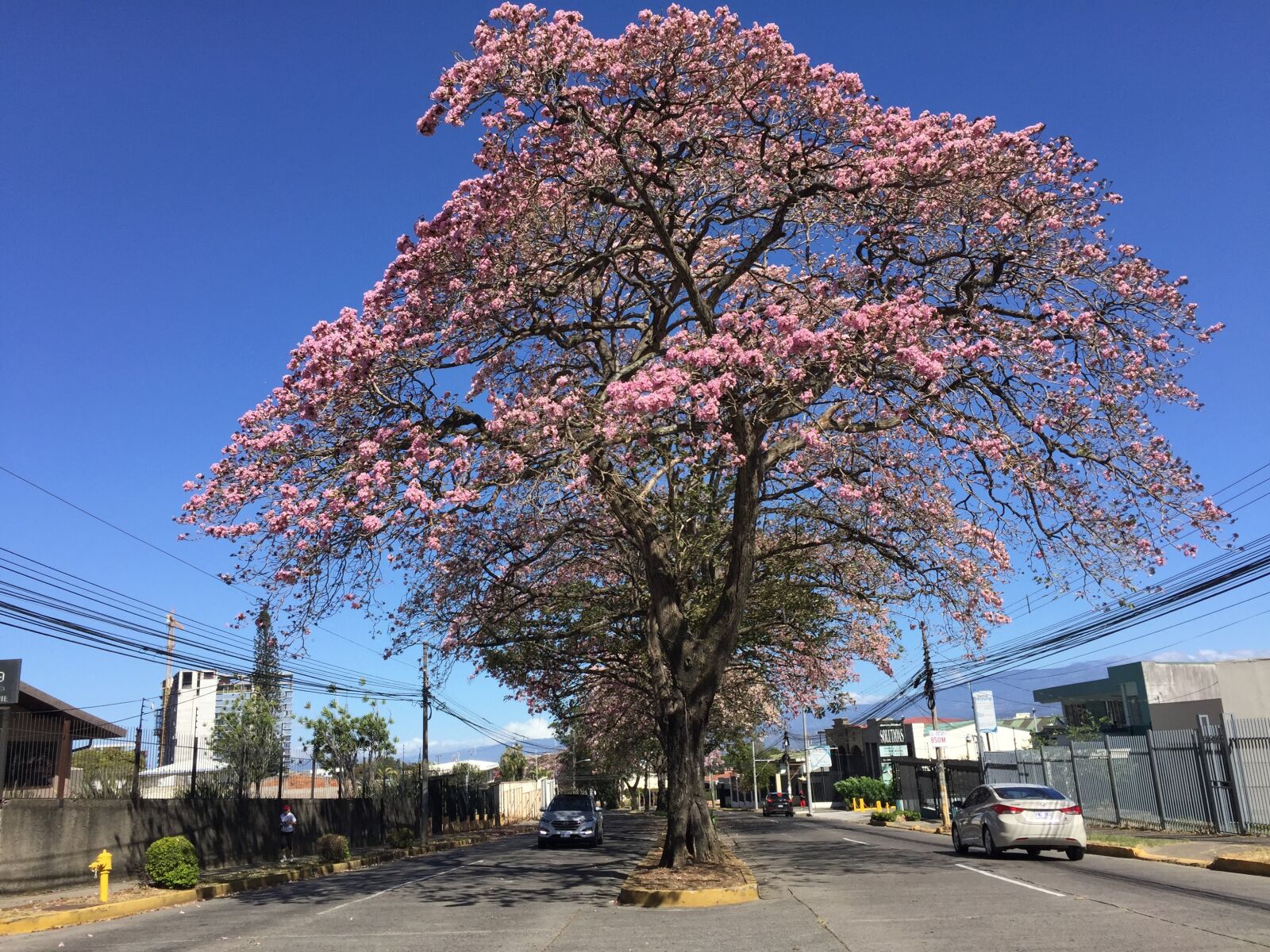 iPhone 6 Plus back camera 4.15mm f/2.2 sample photo. Oak sheet, tree, nature photography
