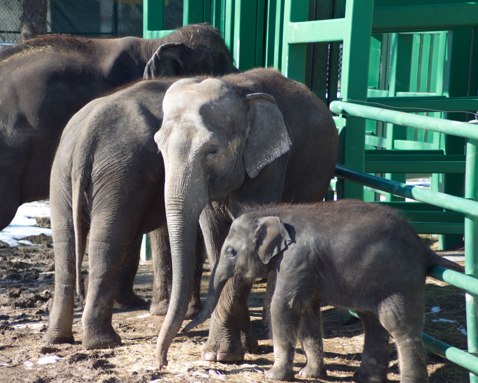 Canon EOS 750D (EOS Rebel T6i / EOS Kiss X8i) sample photo. Elephant, baby, zoo photography