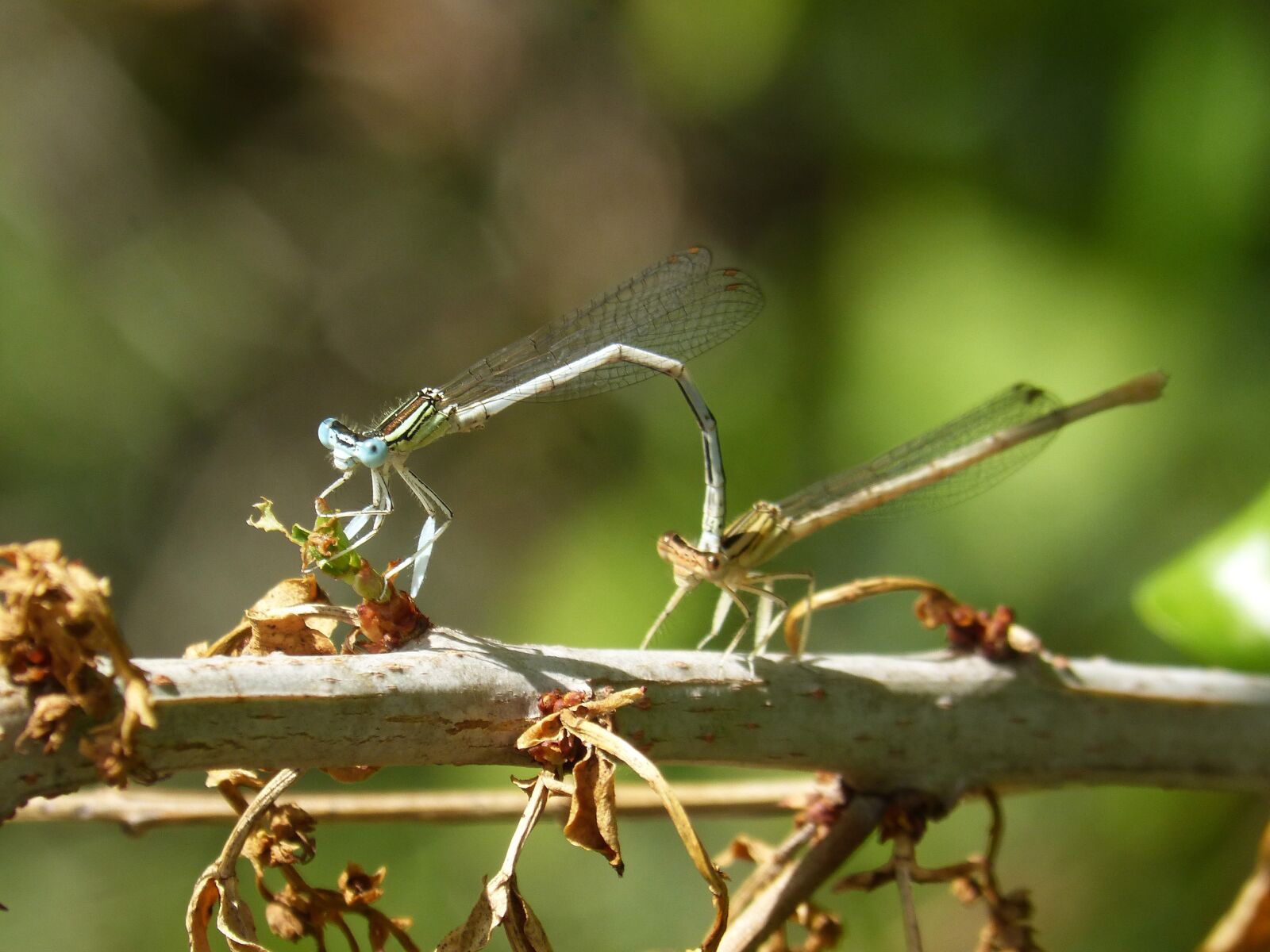 Panasonic DMC-FZ62 sample photo. Dragonfly white, damselfly, platycnemis photography