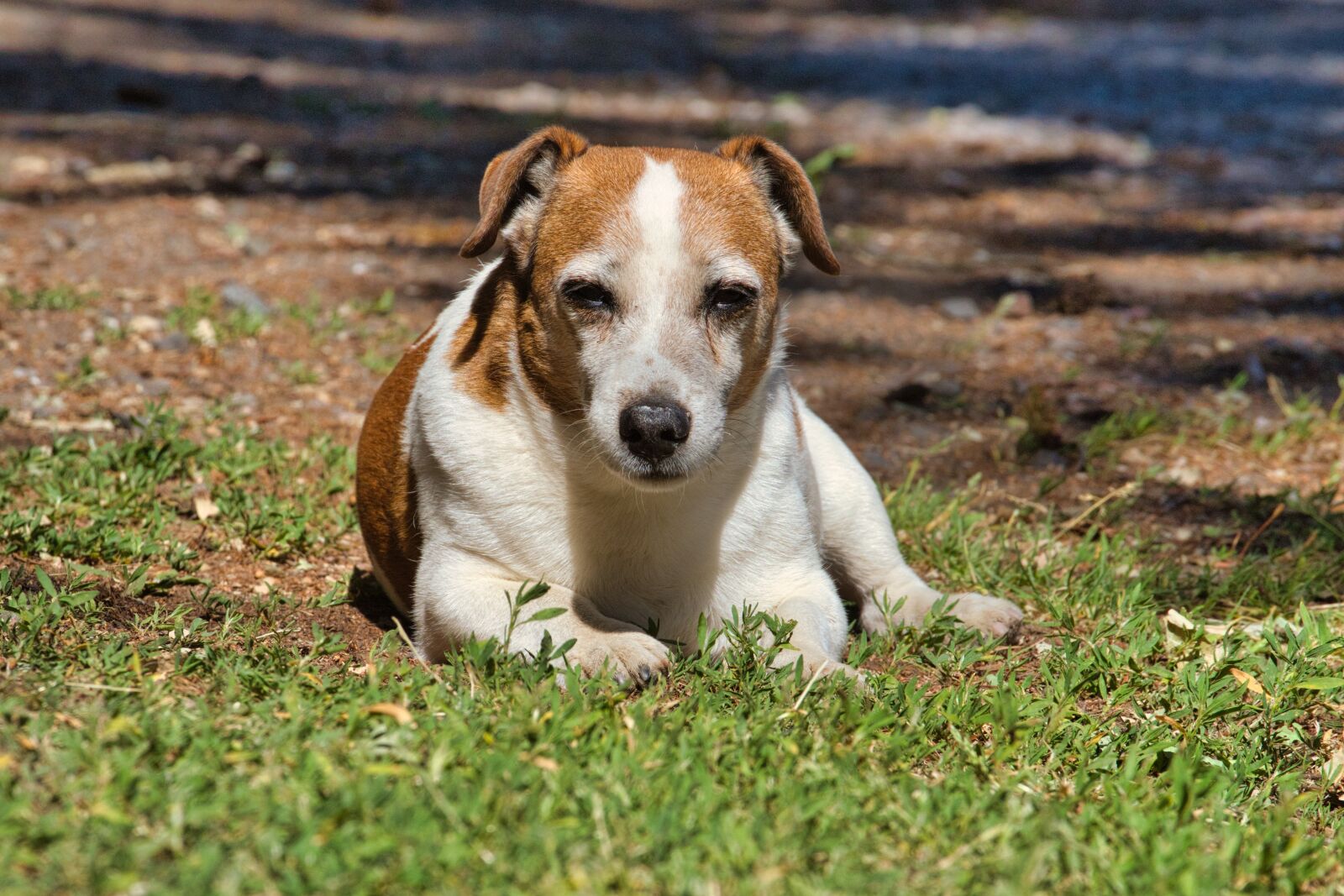 Sony FE 70-200mm F4 G OSS sample photo. Jack russel, jack russel photography