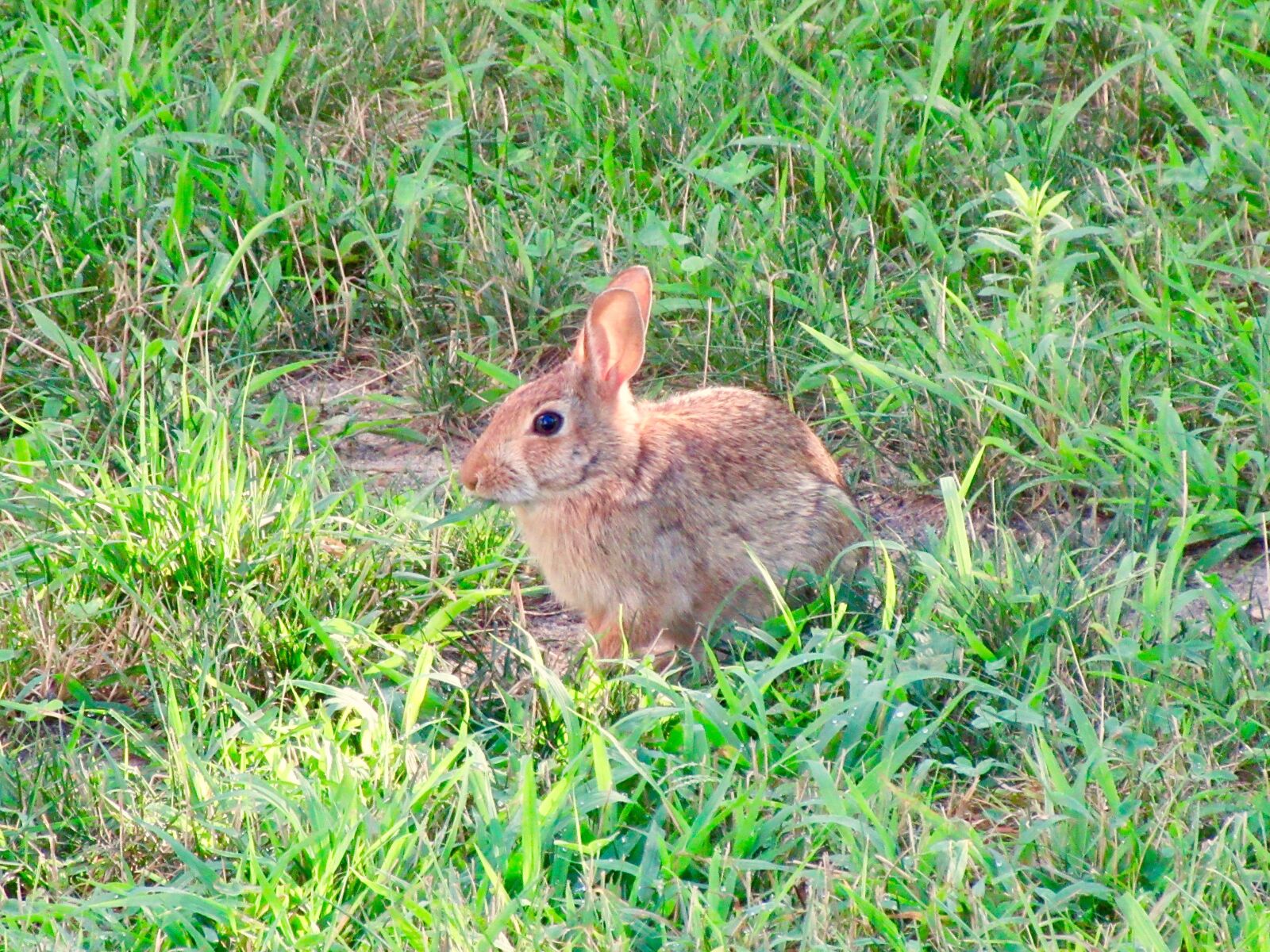 Canon PowerShot ELPH 360 HS (IXUS 285 HS / IXY 650) sample photo. Rabbit, bunny, grass photography