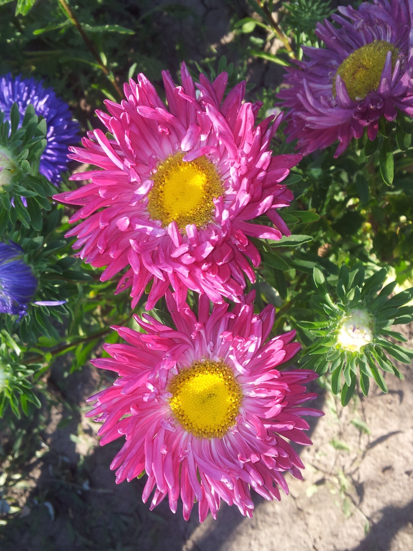 Samsung Galaxy S2 sample photo. Aster, summer, garden photography