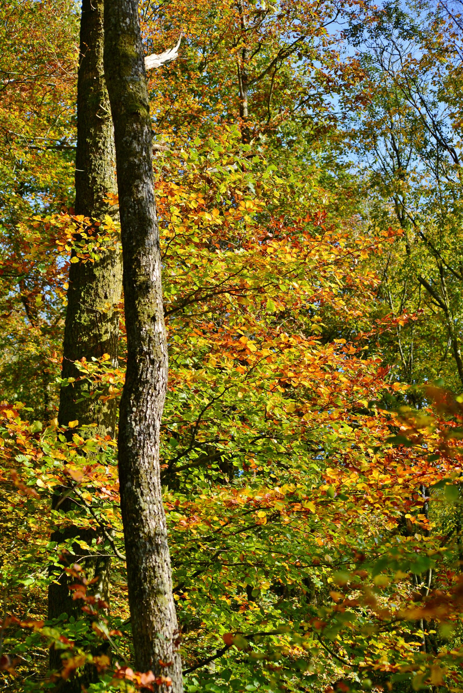 Nikon D600 sample photo. Trunks, forest, fall colors photography