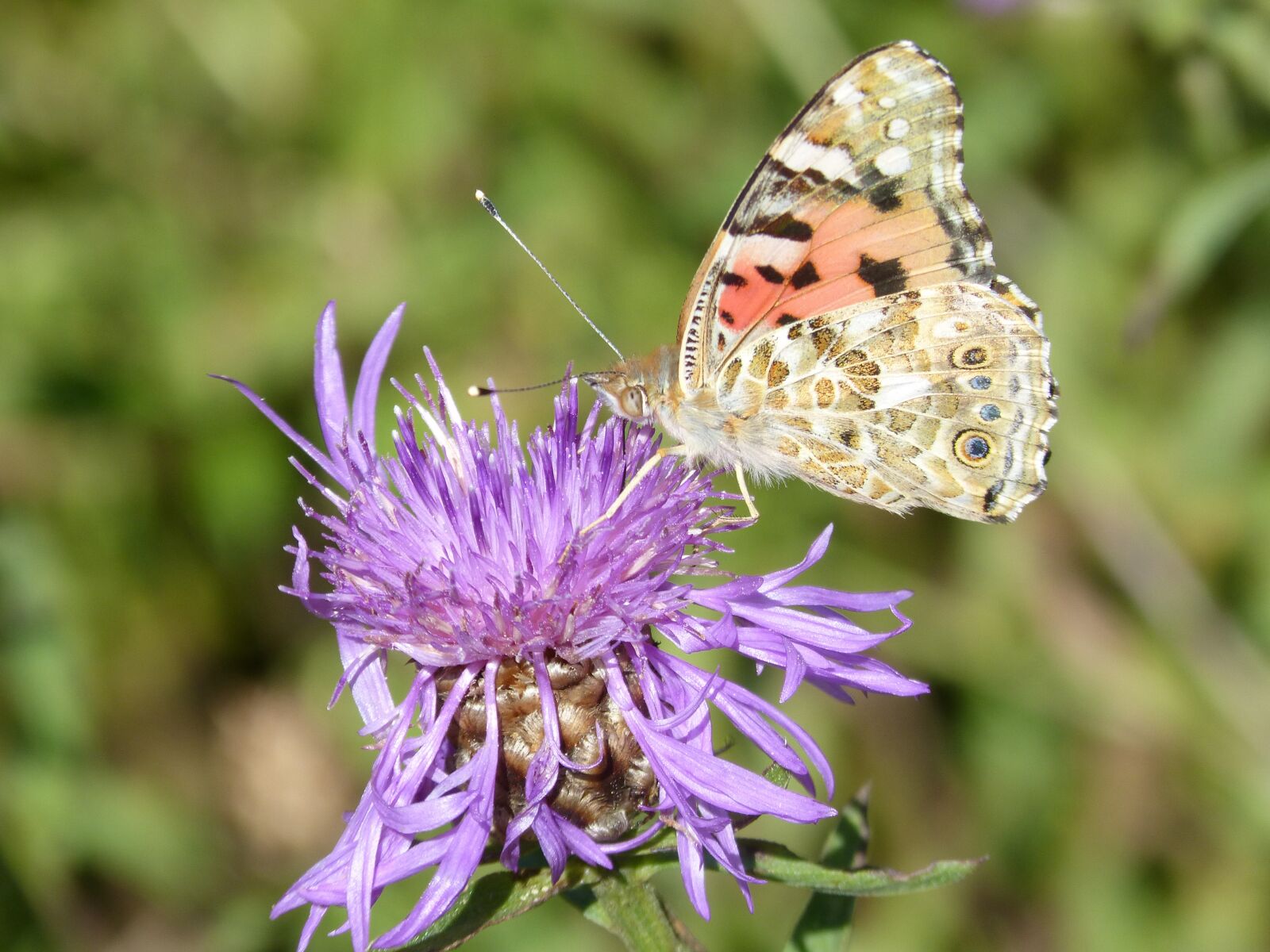 Panasonic DMC-FZ62 sample photo. Butterfly, vanesa, thistle flower photography