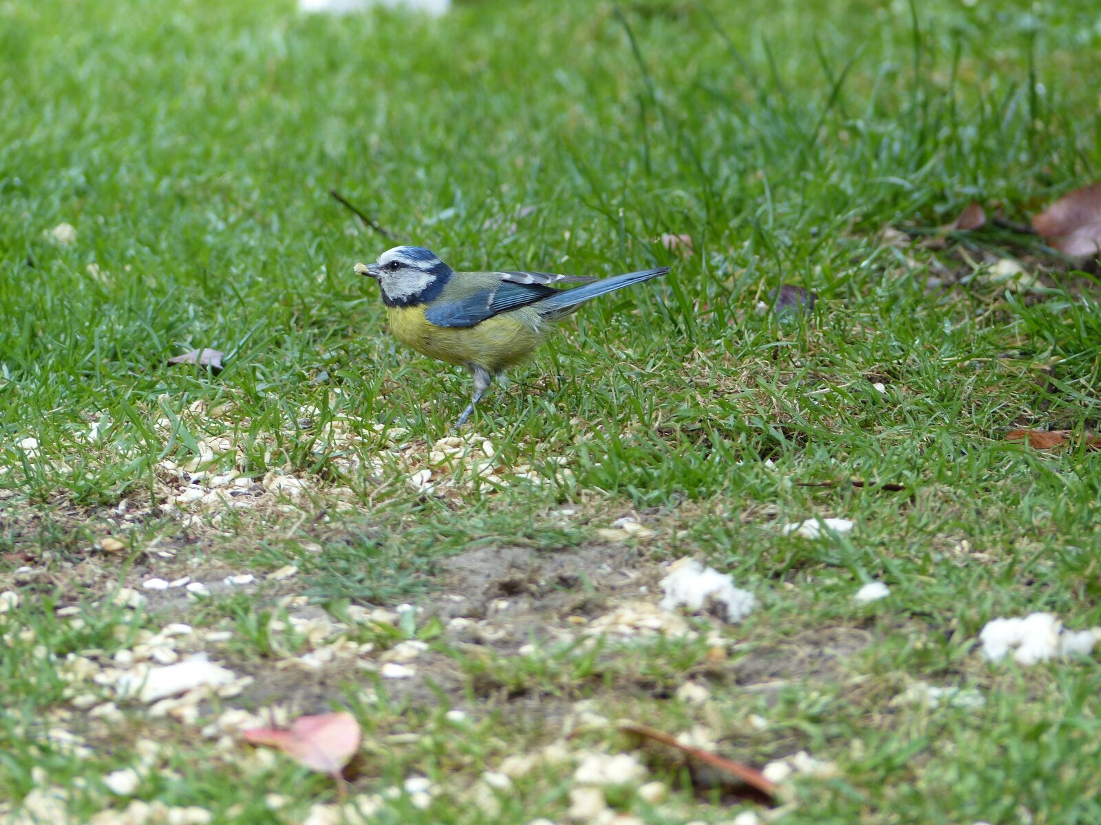 Panasonic Lumix DMC-FZ200 sample photo. Blue tit, bird, tit photography