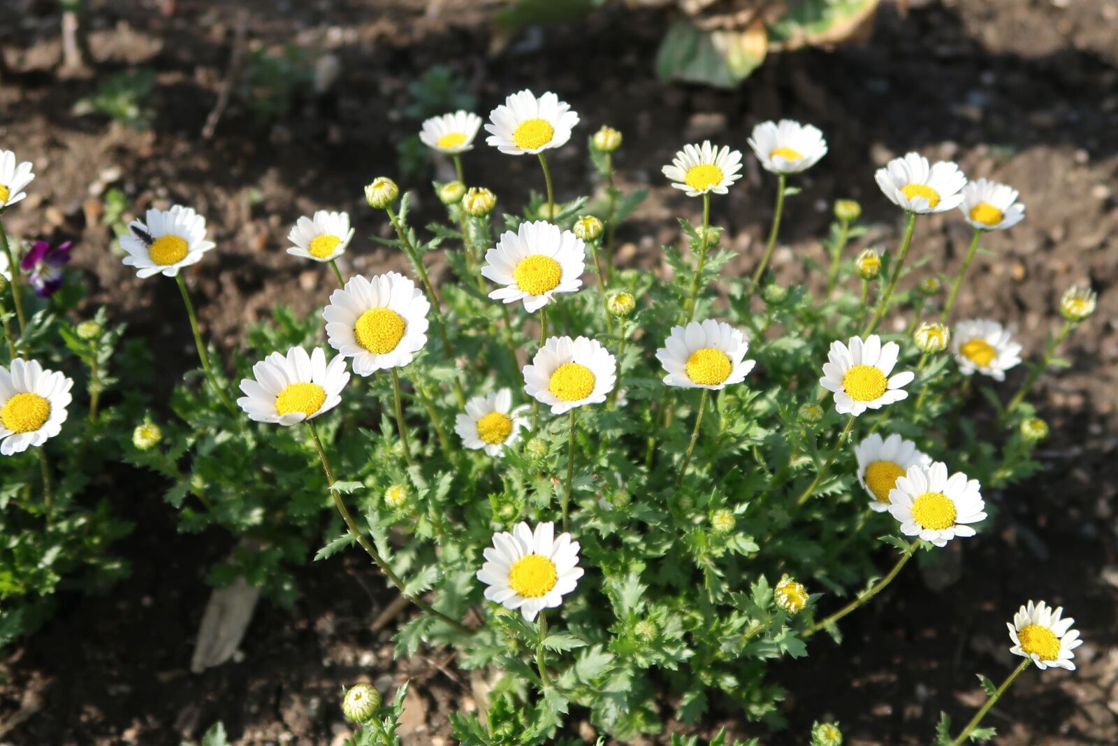 Canon PowerShot G7 X Mark II sample photo. Natural, plant, flowers photography