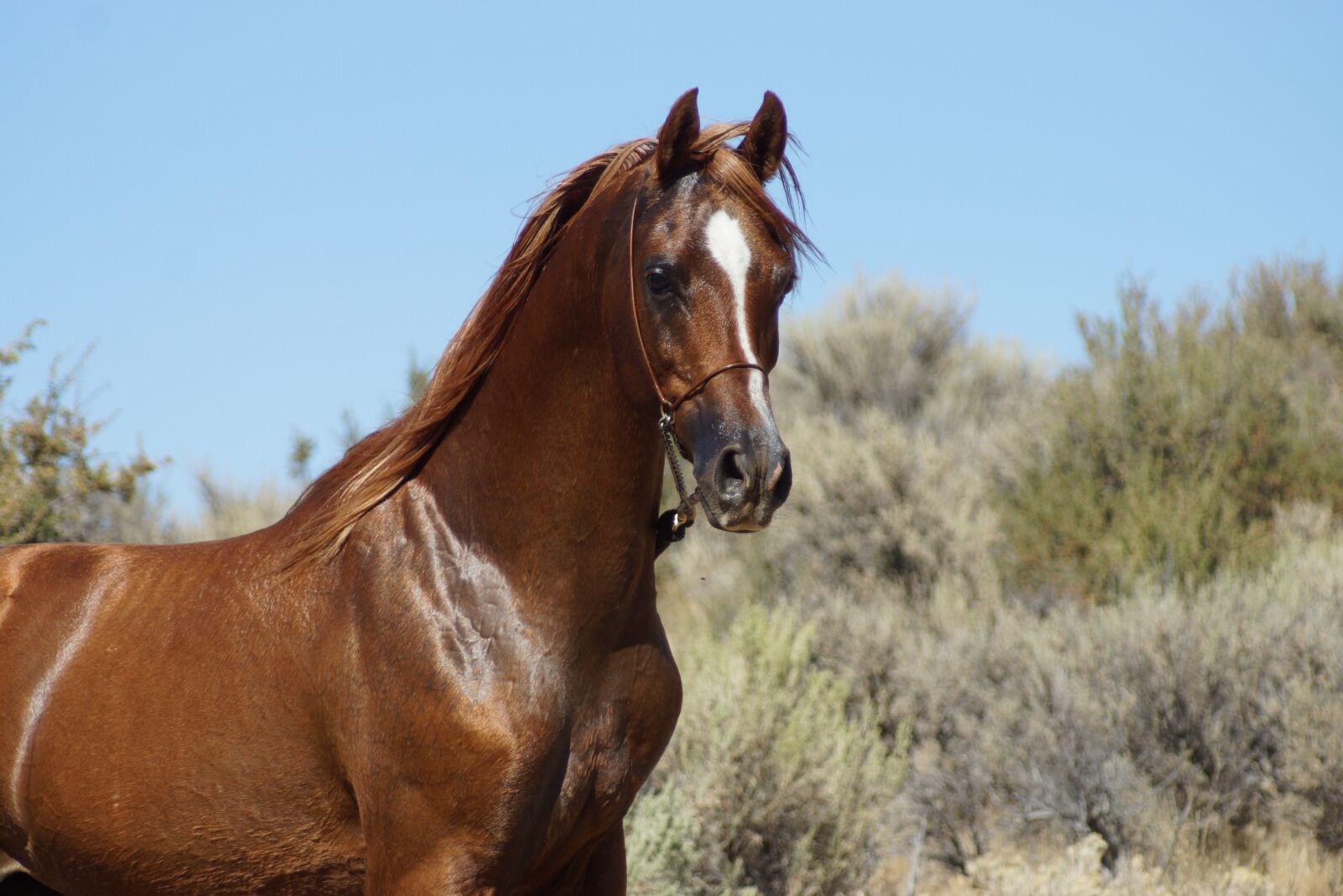 Sony SLT-A77 sample photo. Horse, stallion, unicorn photography