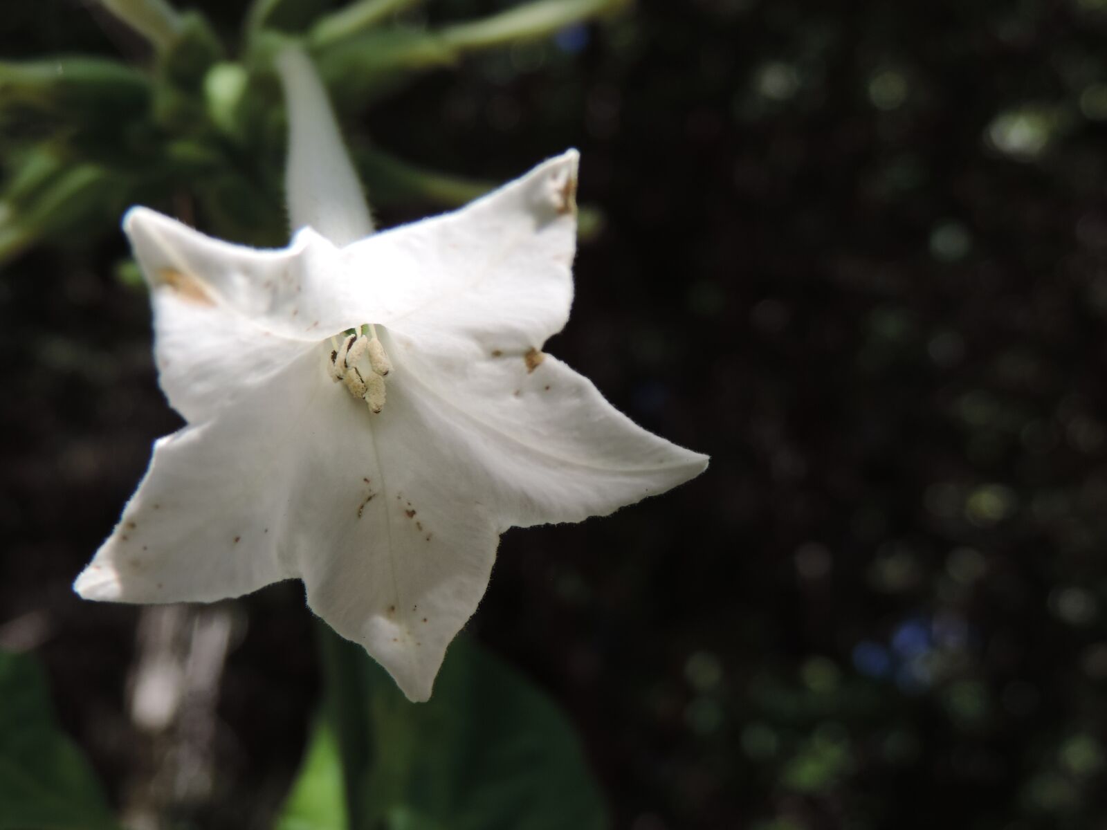 Nikon Coolpix P520 sample photo. Platycoton, balloon flower, white photography