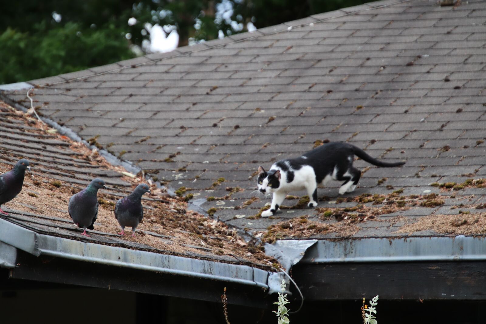 Canon EOS 800D (EOS Rebel T7i / EOS Kiss X9i) sample photo. Cat, white and black photography