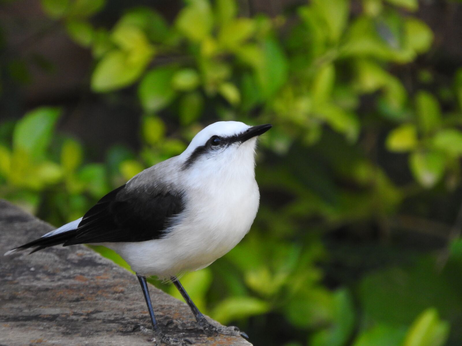 Nikon Coolpix P610 sample photo. Bird, nature, plumage photography