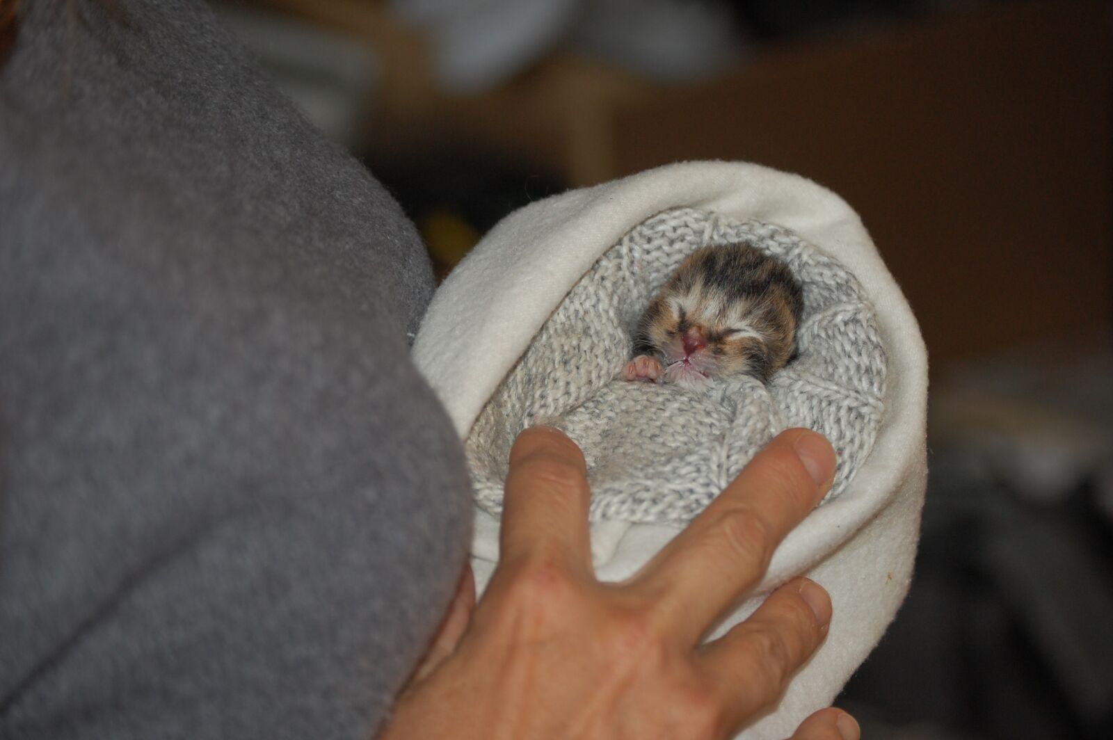 Nikon D40 sample photo. Baby kitten, hug photography