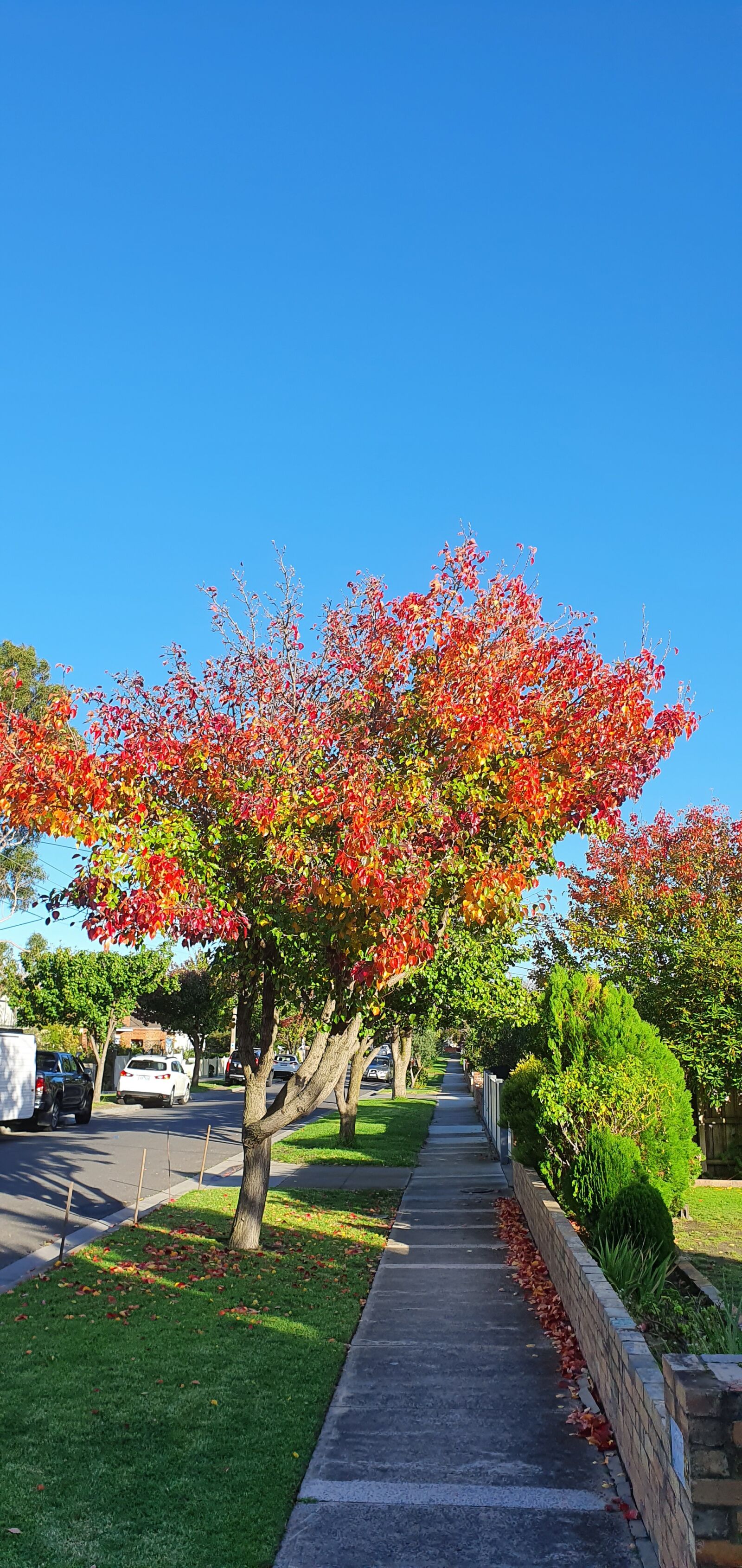Samsung Galaxy S10+ sample photo. Autumn, colors, trees photography