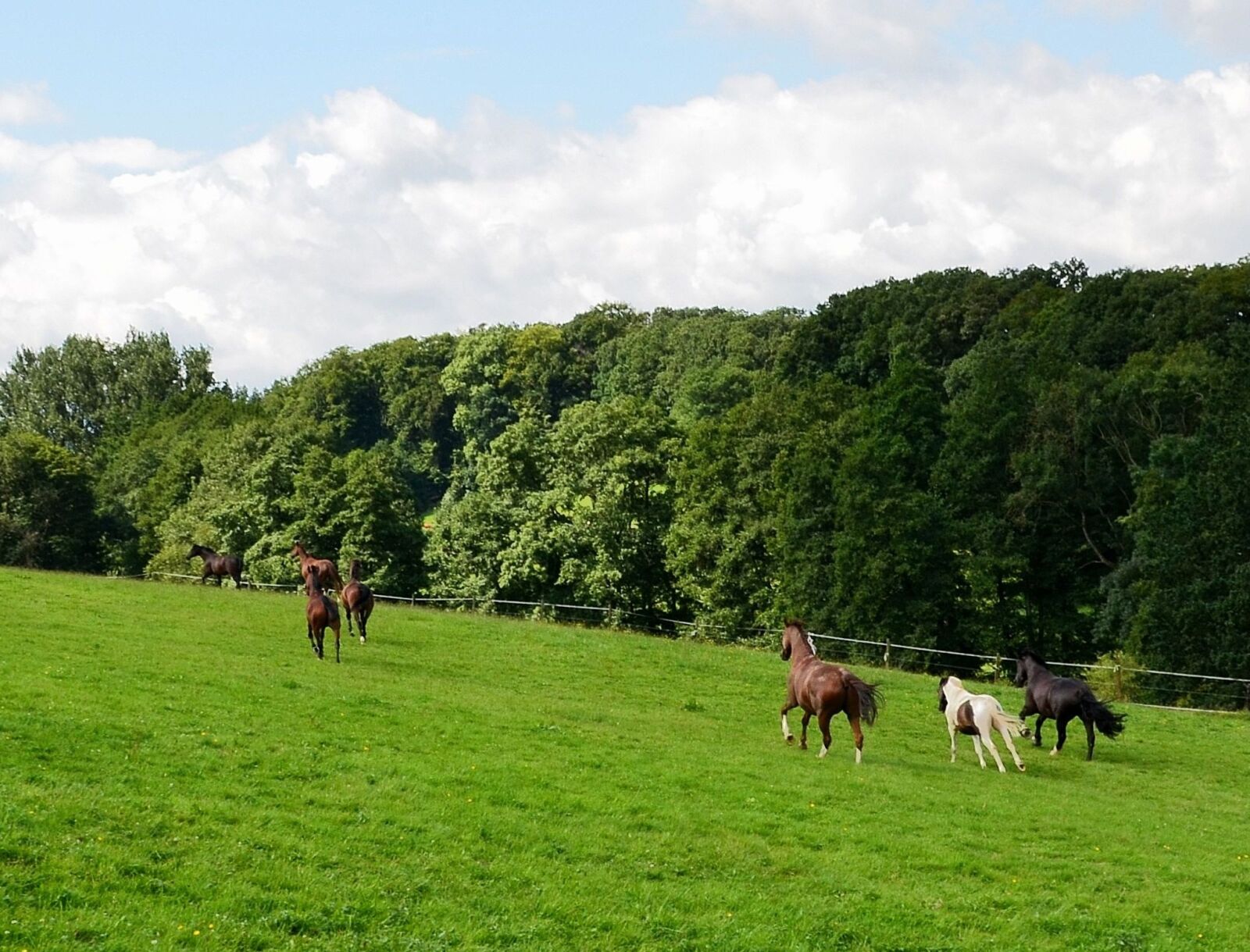 Nikon D5100 sample photo. Horses, horse meadow, gallop photography