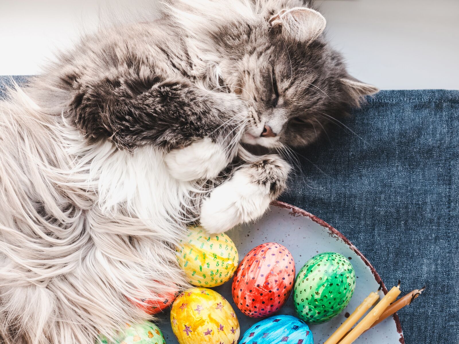 Olympus OM-D E-M5 II sample photo. Easter cat, fluffy, gray photography