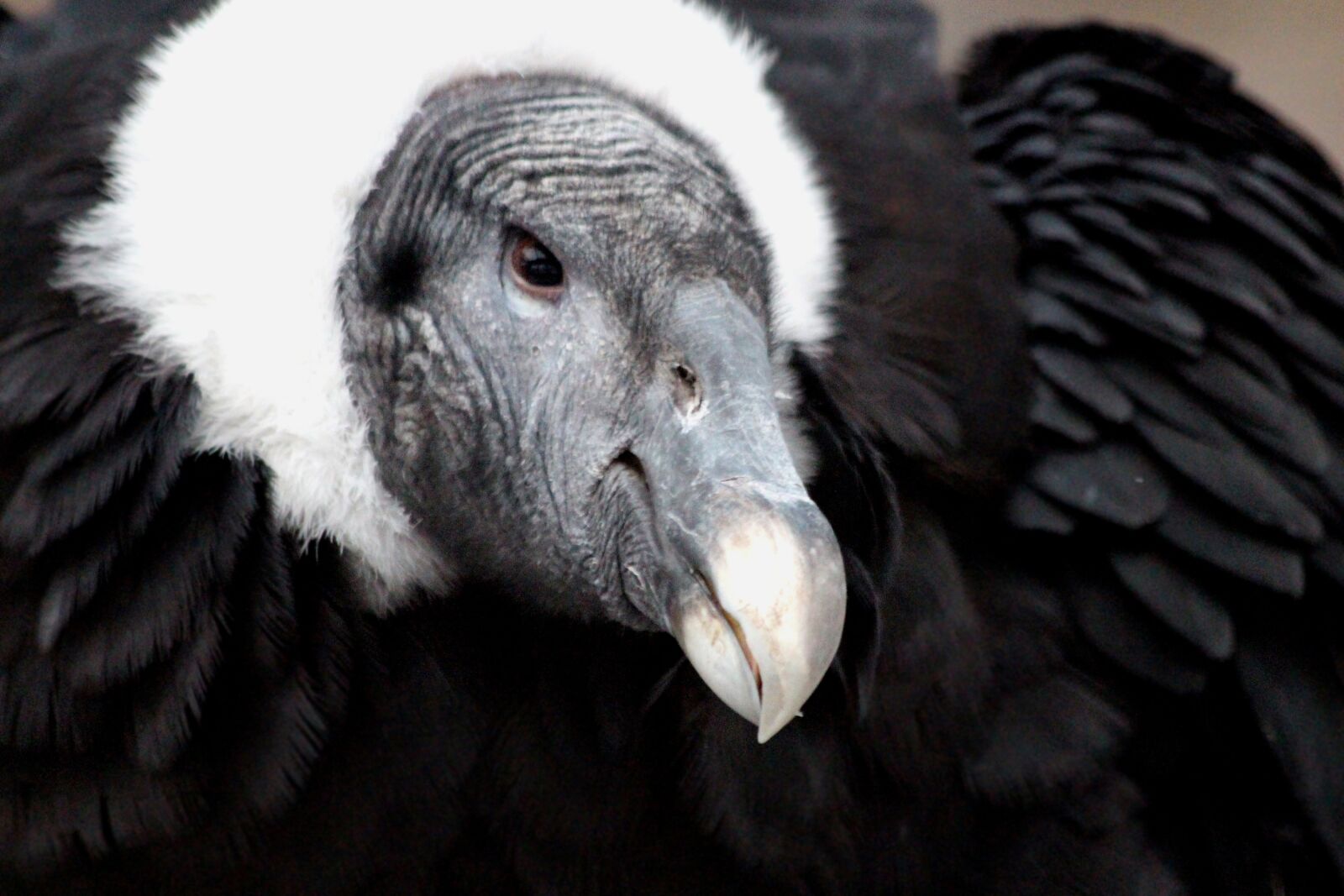 Canon EOS 650D (EOS Rebel T4i / EOS Kiss X6i) sample photo. Vulture, scavenger, bird photography