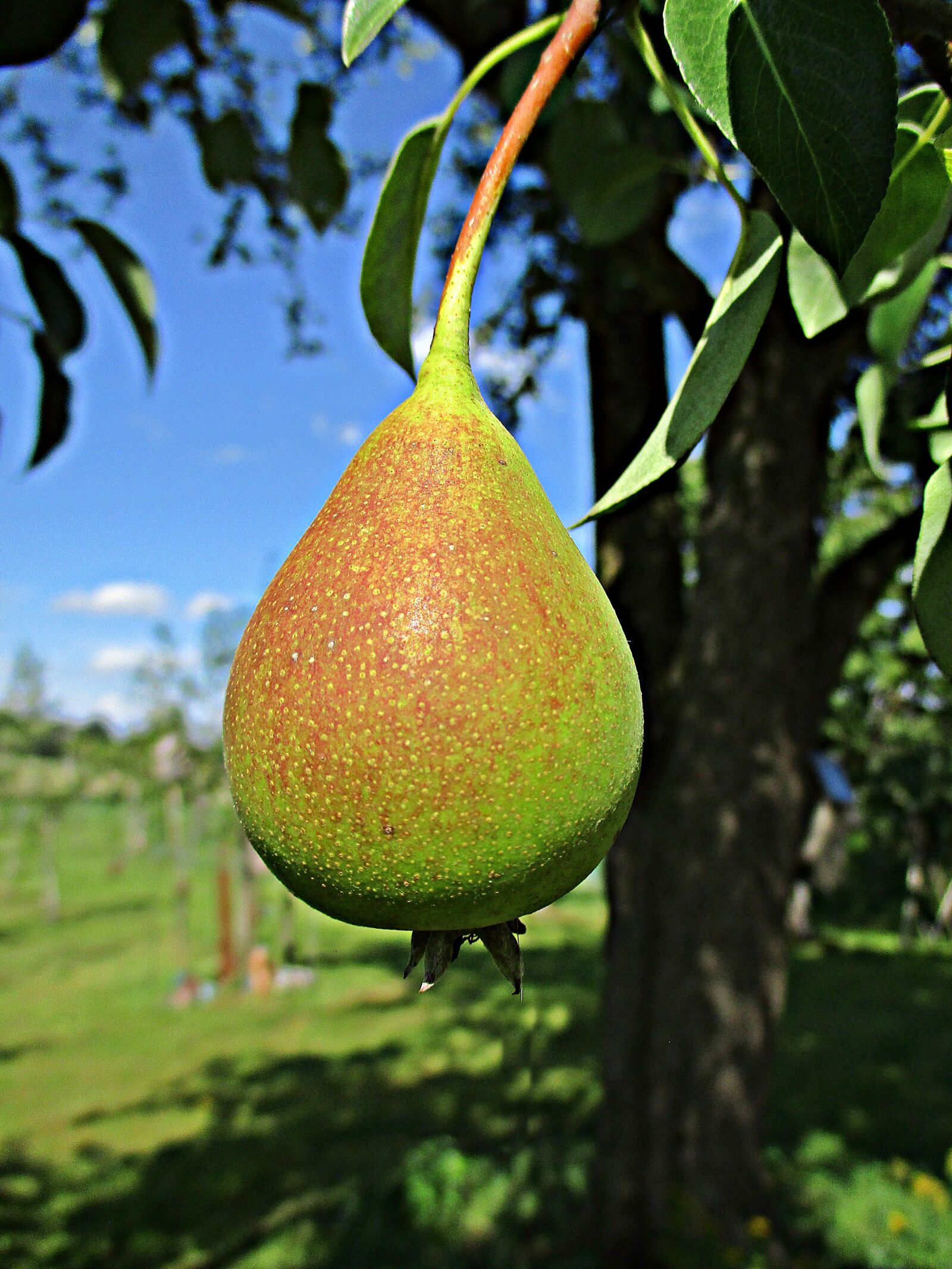 Canon PowerShot ELPH 180 (IXUS 175 / IXY 180) sample photo. Pear, fruit, healthy photography