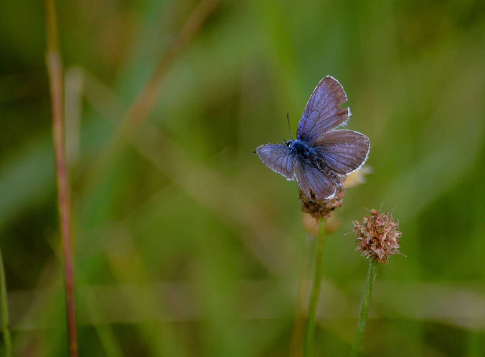 Nikon D3100 sample photo. Butterfly, nature, meadow photography