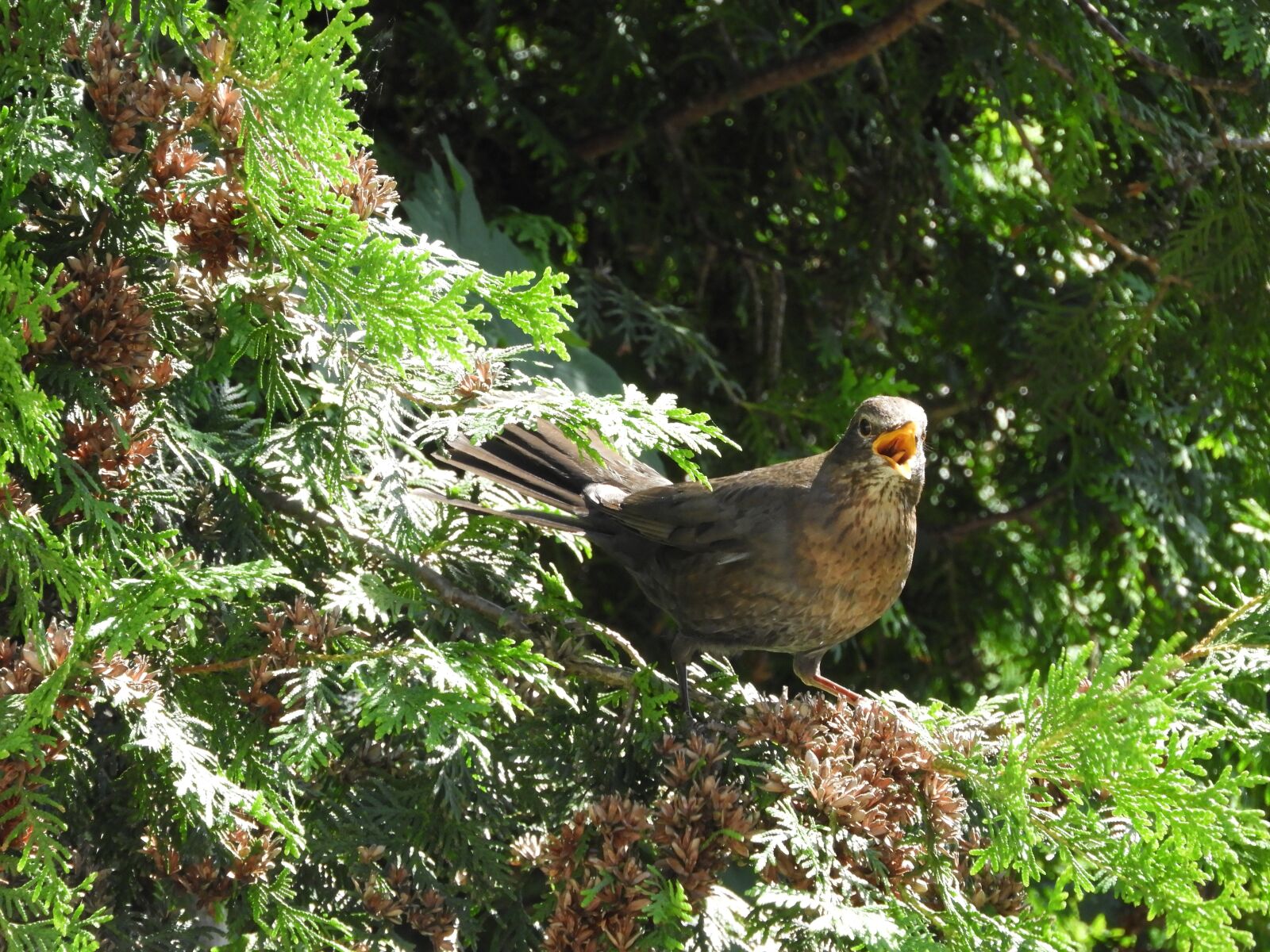 Nikon Coolpix B700 sample photo. Bird, bill, twitter photography