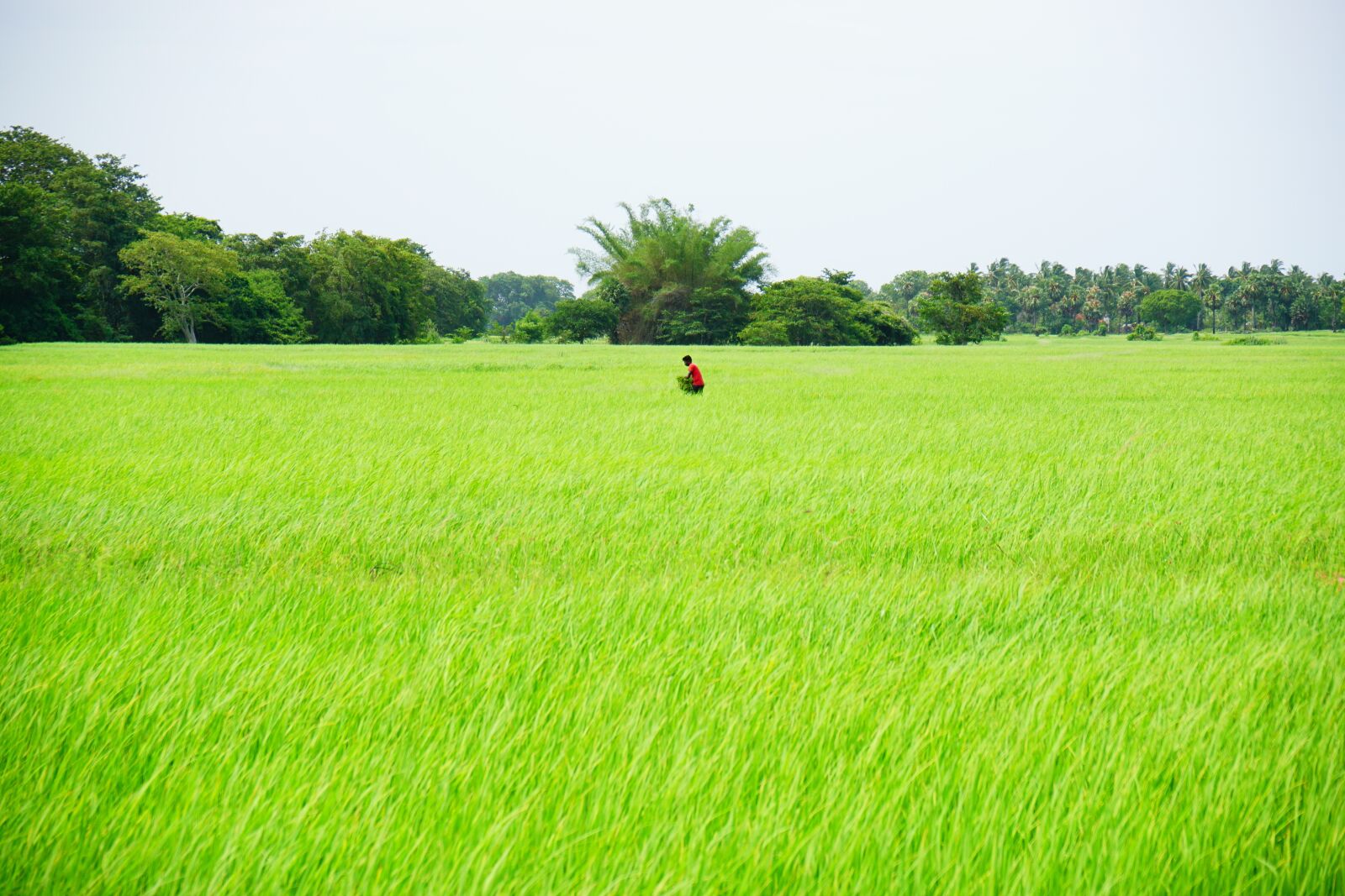 Sony a6000 sample photo. Rice, rice field, rice photography