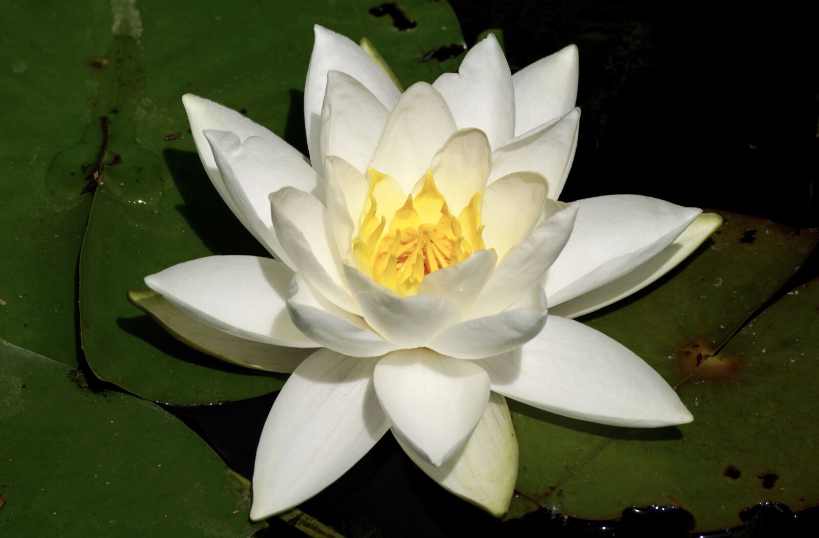 Sony DT 55-300mm F4.5-5.6 SAM sample photo. Water lily, aquatic plant photography