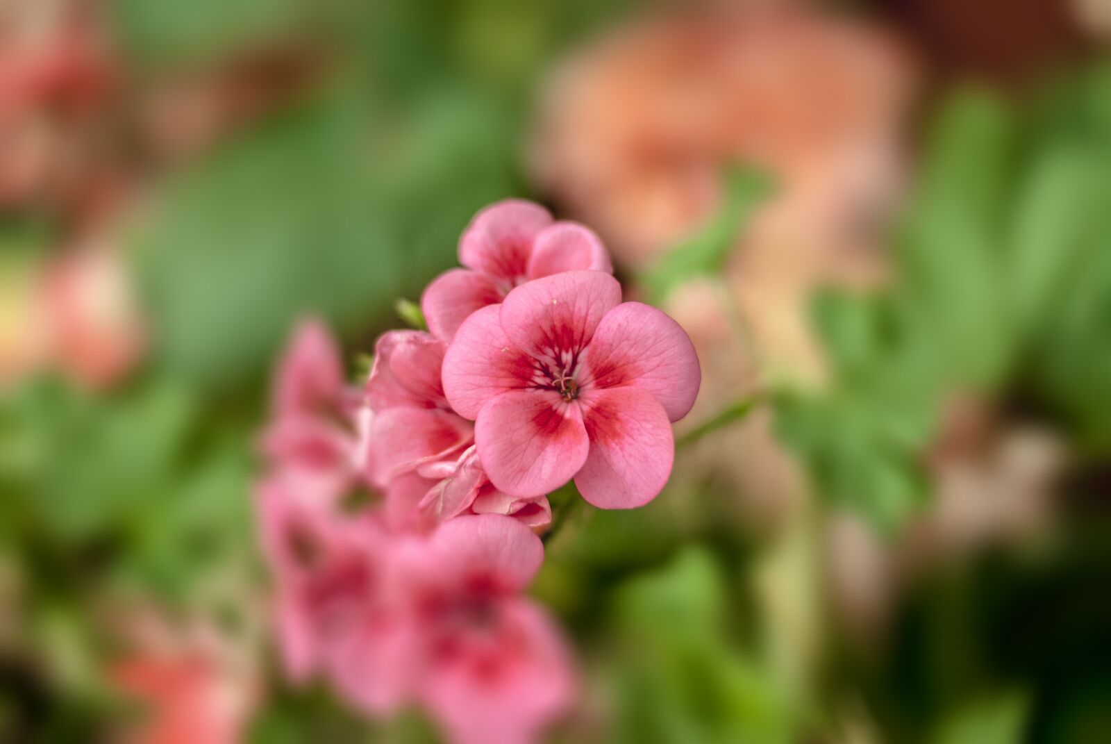 Nikon D60 sample photo. Jeranio, flower, plant photography